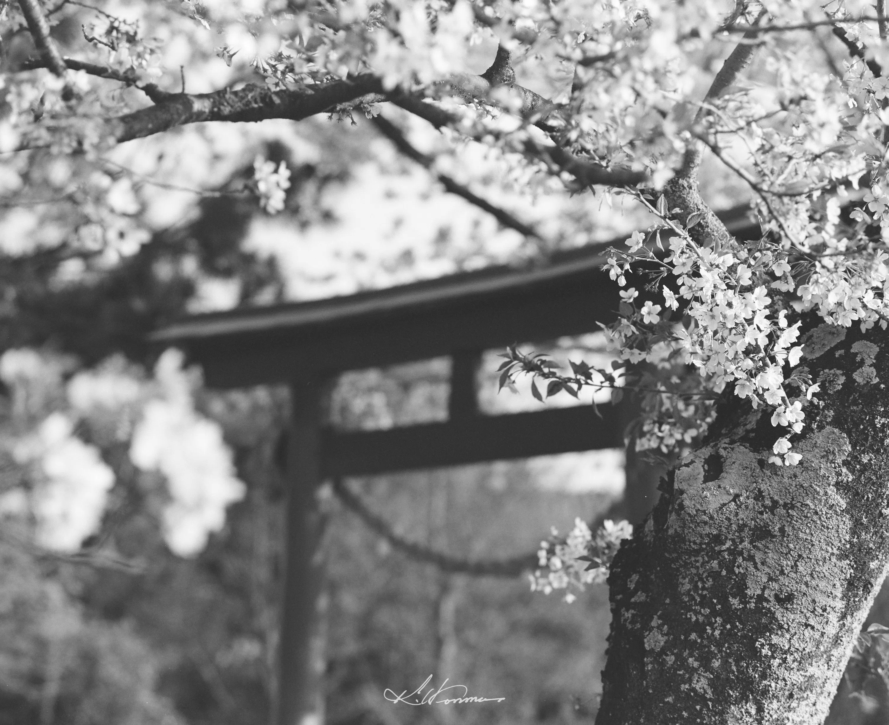 Film Roll】Zenza Bronica GS-1｜2025年の桜をモノクロで｜本間 恭介