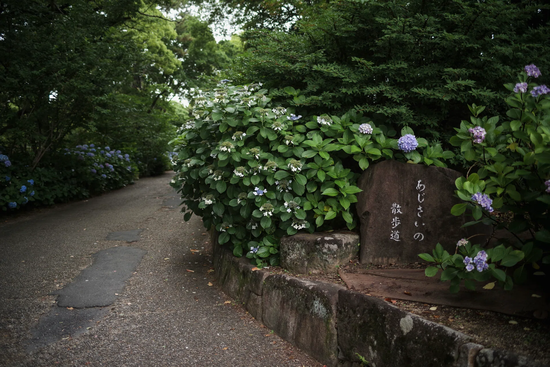 紫陽花見て少し涼しい気分に｜Toshiki｜シャシンカメラ