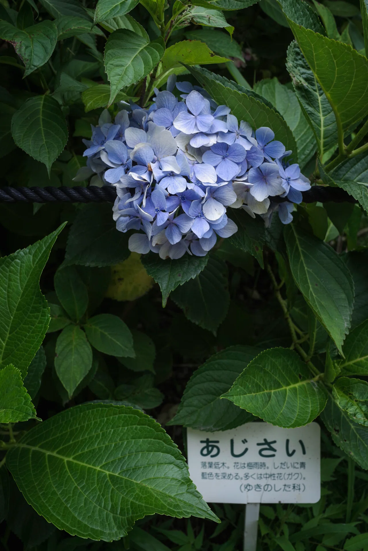 紫陽花見て少し涼しい気分に｜Toshiki｜シャシンカメラ
