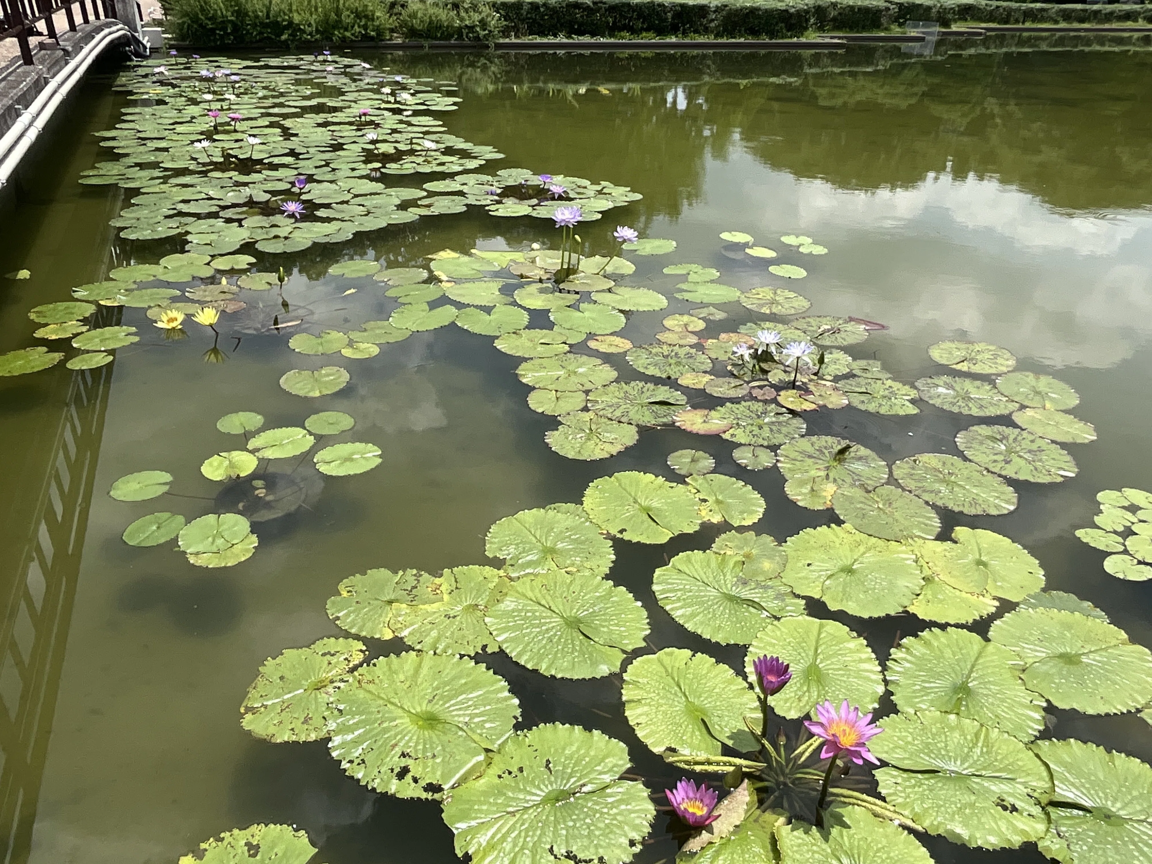 鏡池の熱帯スイレン（京都府立植物園）：2026年7月17日（金）｜藤井