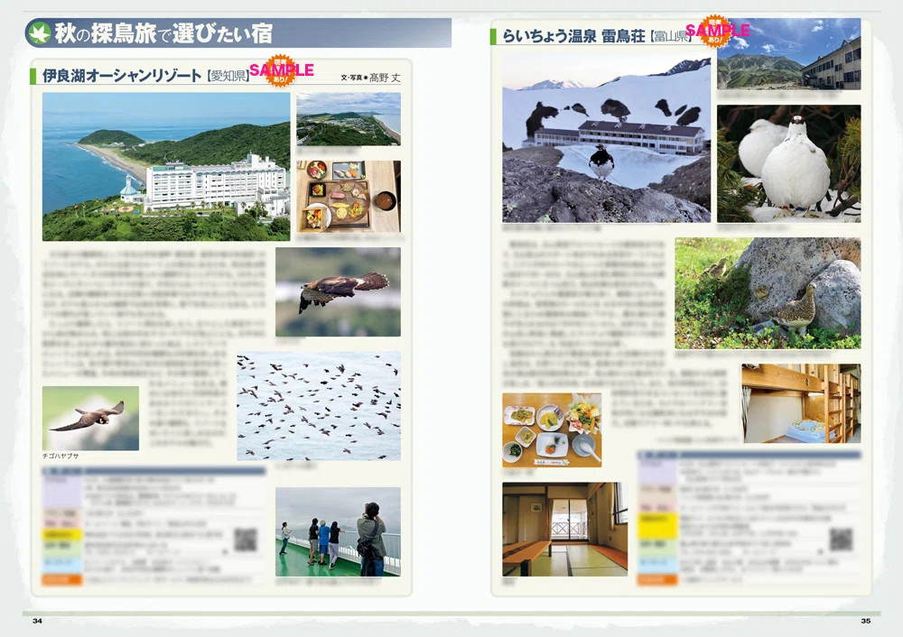 BIRDER8月号の見どころ｜ブンイチ（文一総合出版）