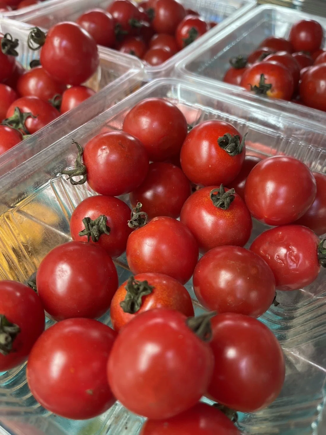 夏野菜の王様が大集合！／トマト好き全員集合🍅個性豊かな『絶品トマト