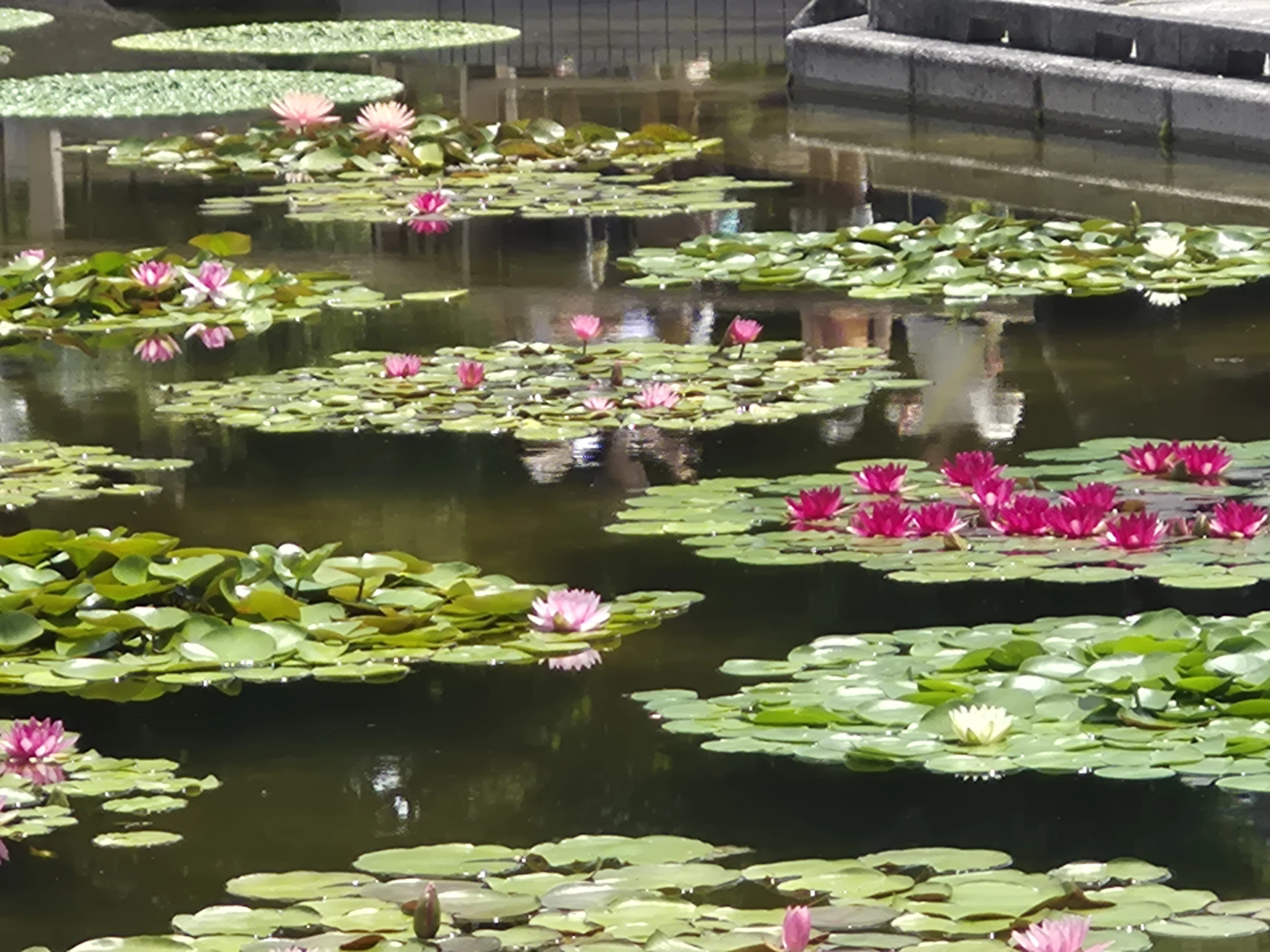 睡蓮がいっぱい！水生植物公園みずの森｜Toririn