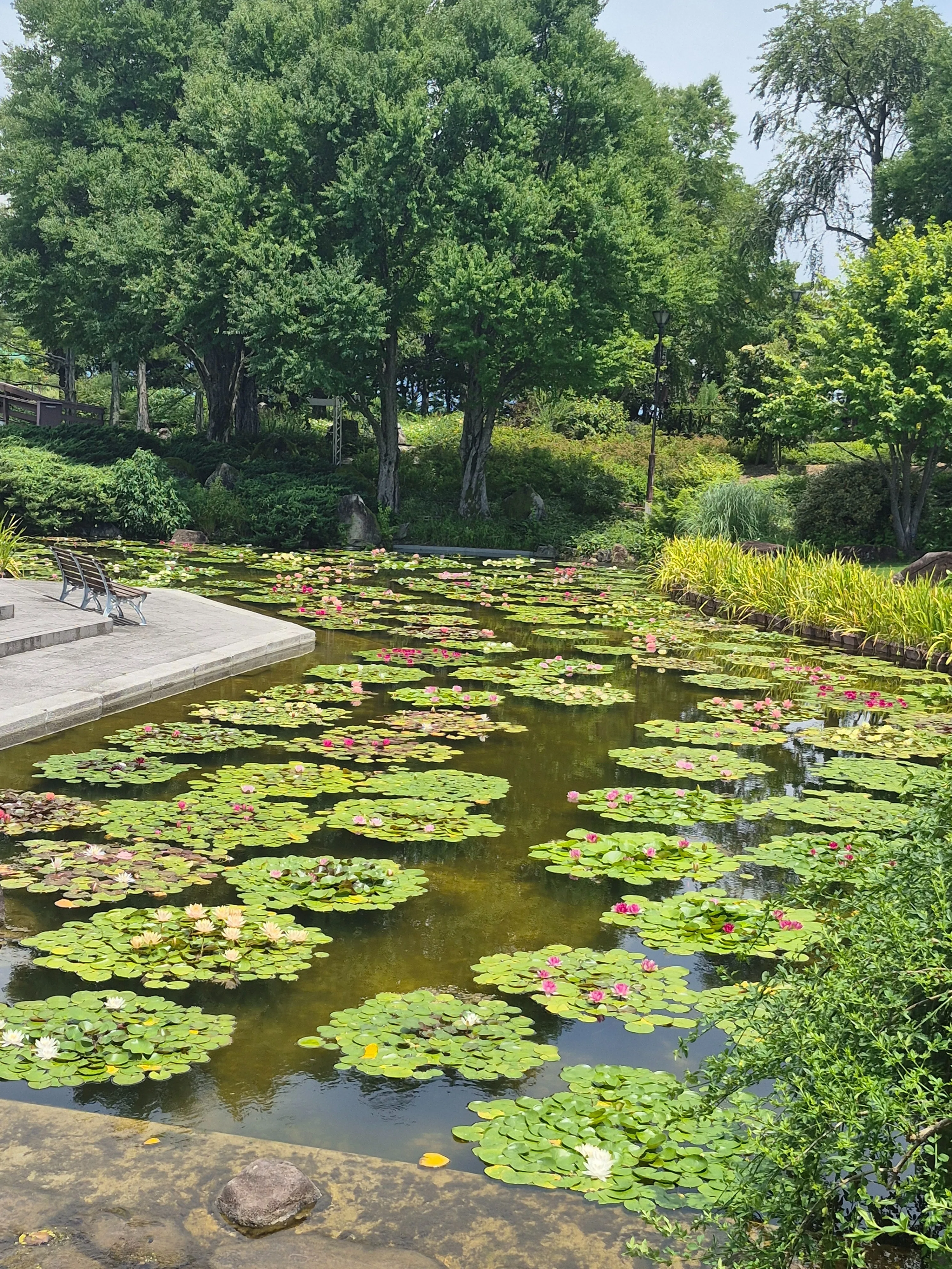 睡蓮がいっぱい！水生植物公園みずの森｜Toririn