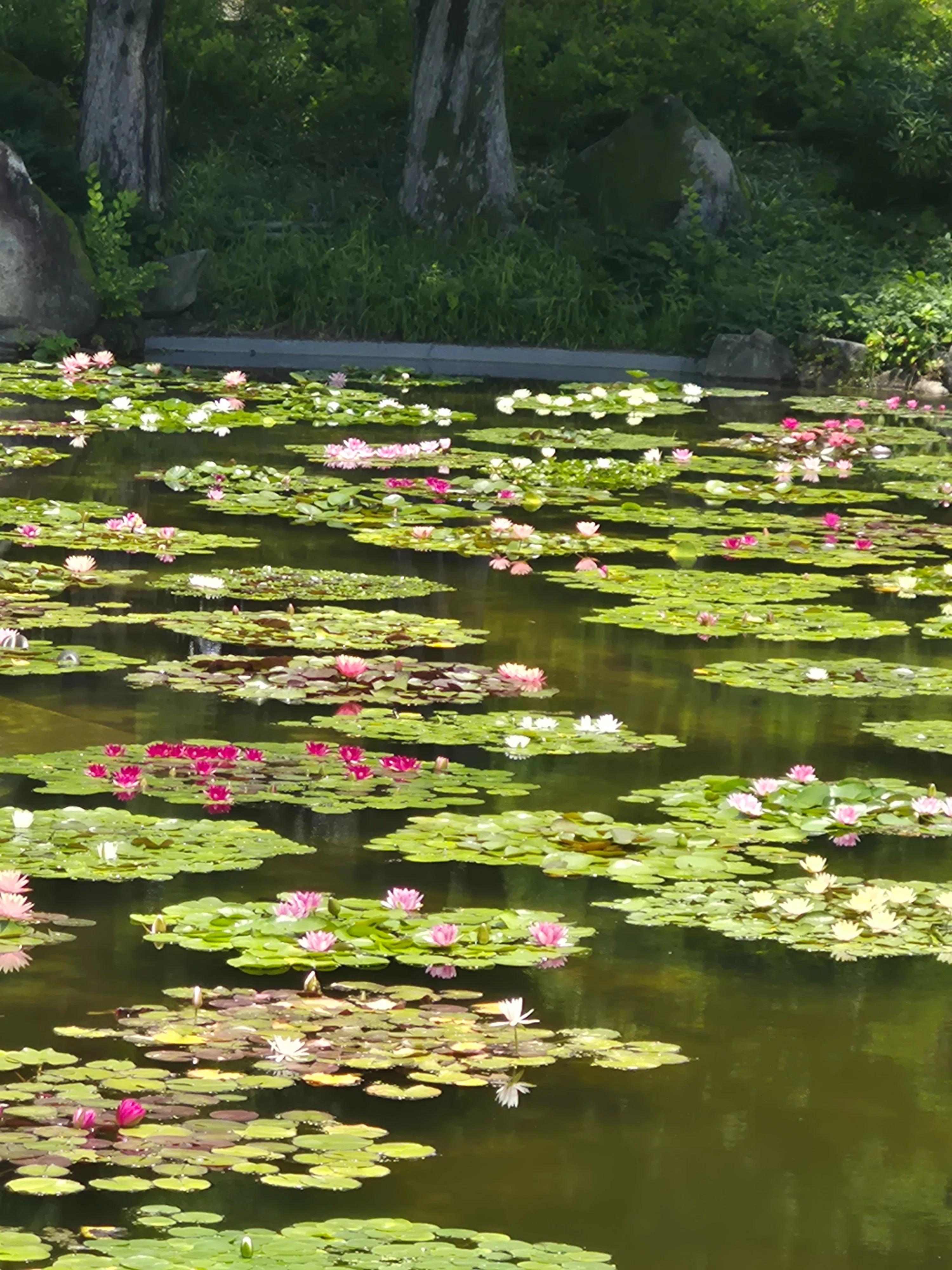 睡蓮がいっぱい！水生植物公園みずの森｜Toririn
