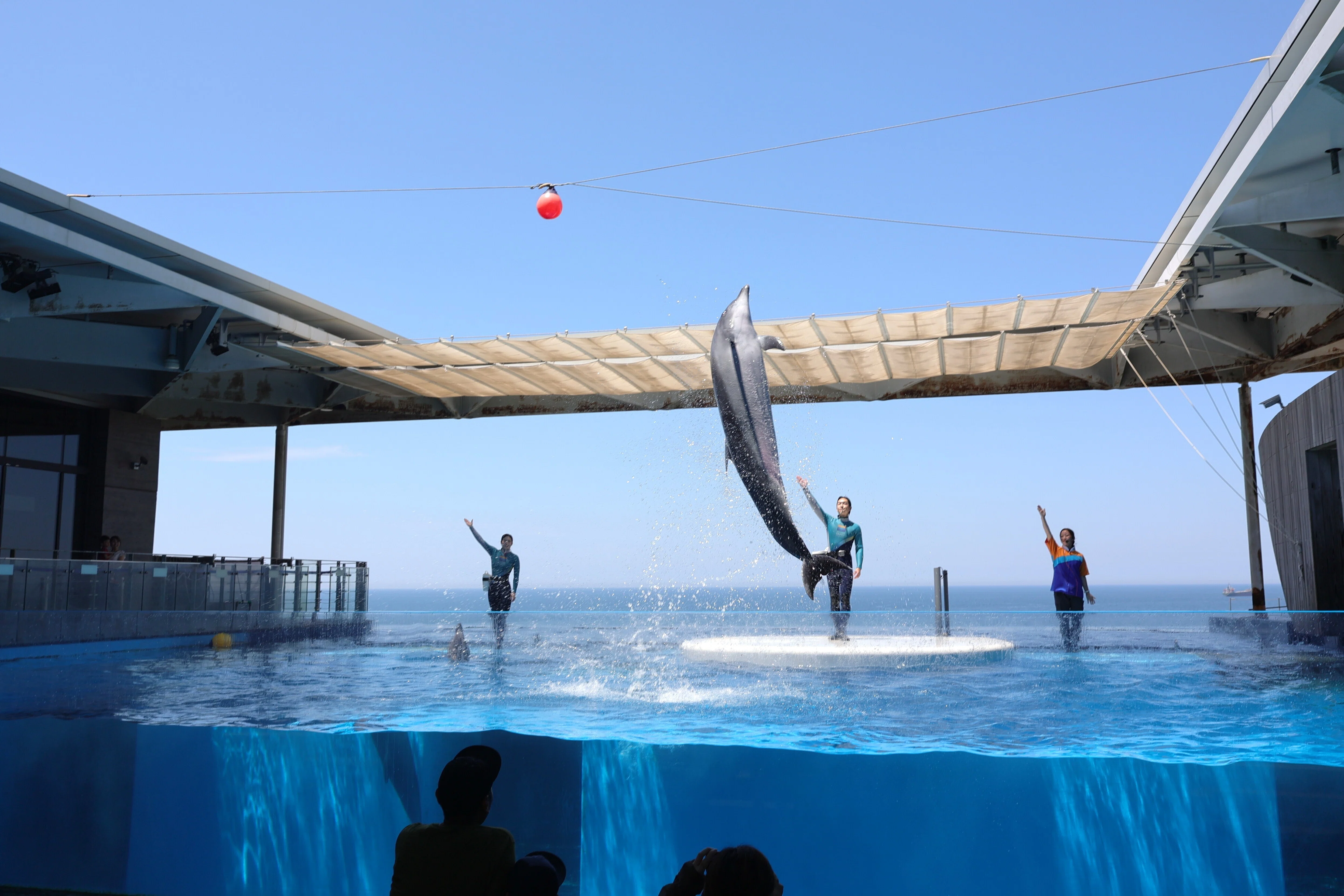 写真】直江津,快晴 -ペンギン,イルカ,そして帰路｜Abbey -旅するように