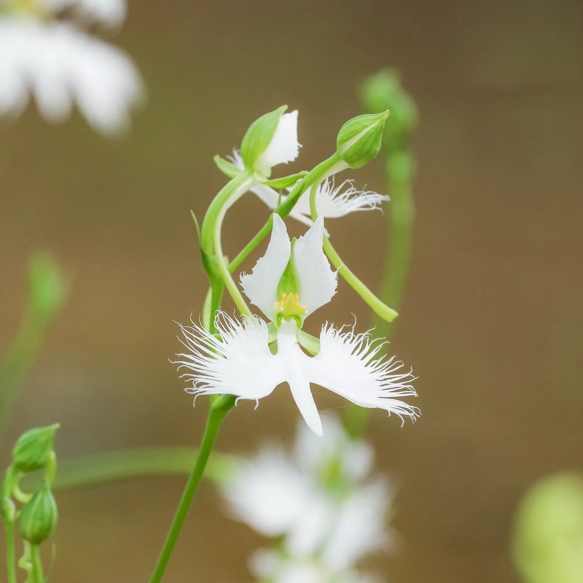 🌿夏を彩る、涼やかな茶花たち🪽｜D.STYLE
