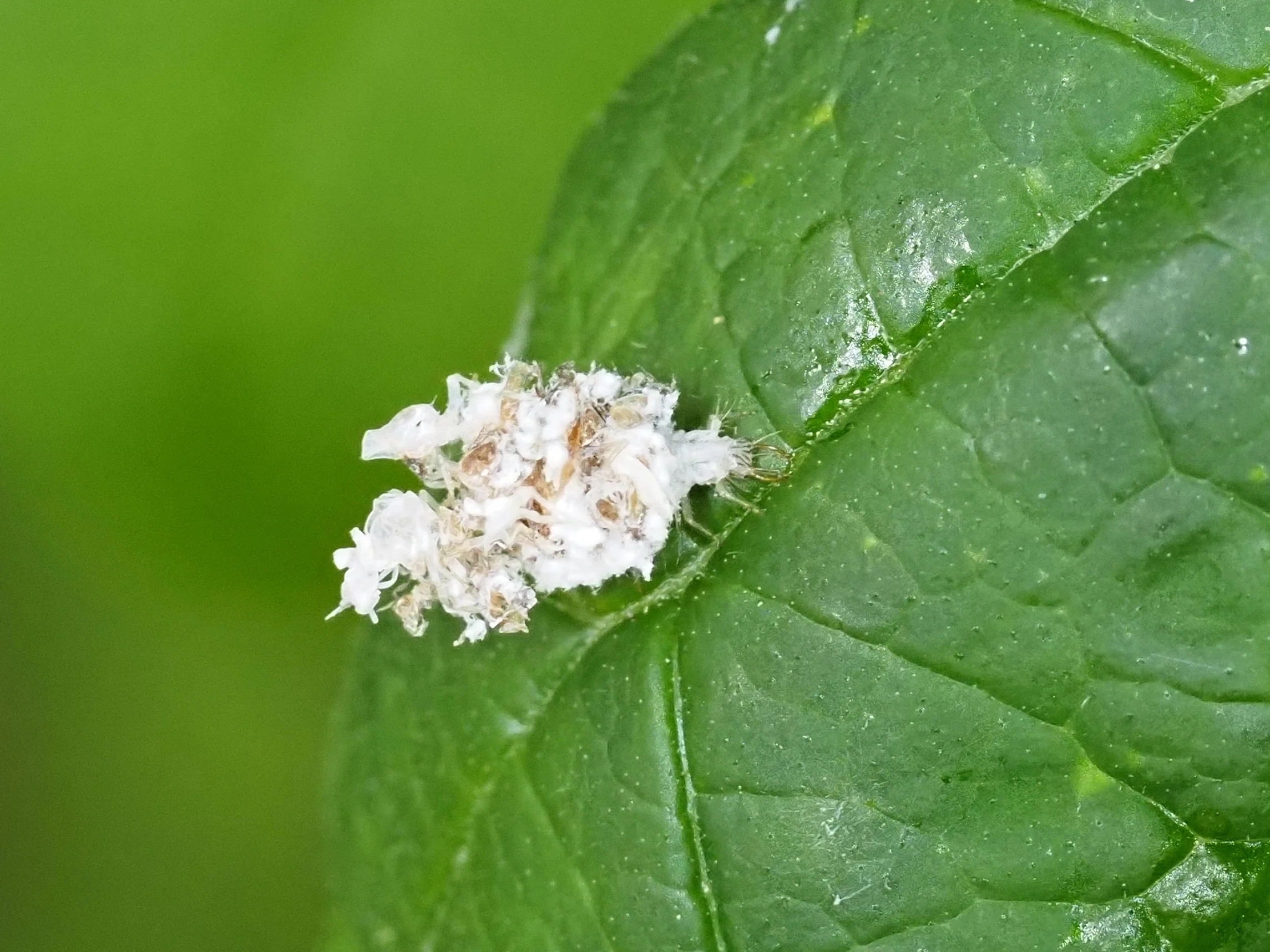 白石 折帖 虫 花など 繊細で美しいクサカゲロウ 幼虫の姿にびっくり｜川北 裕之