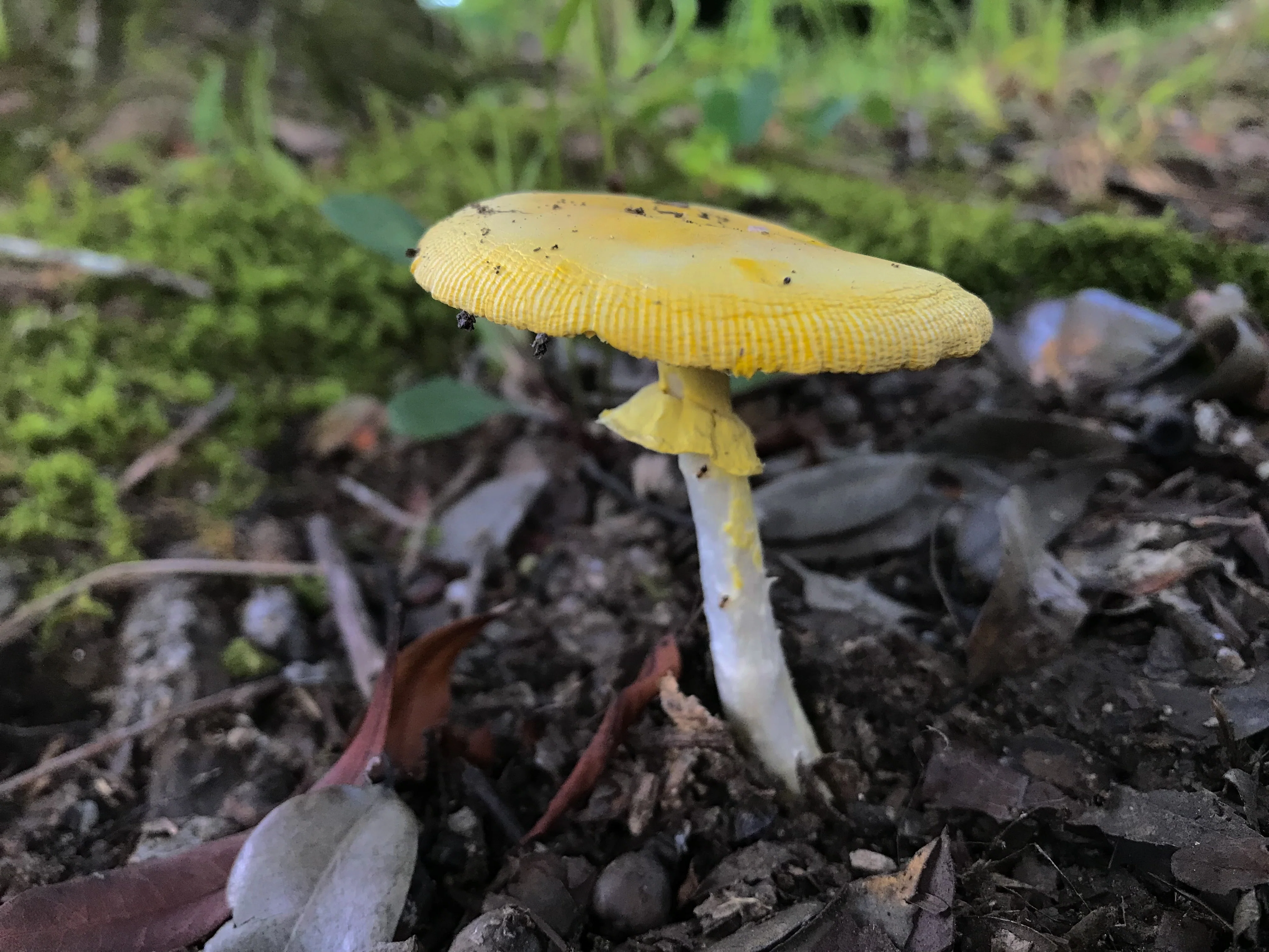 夏の訪れを感じるキタマゴタケの鮮やかな黄色｜きみこ山植物菌類らぼ