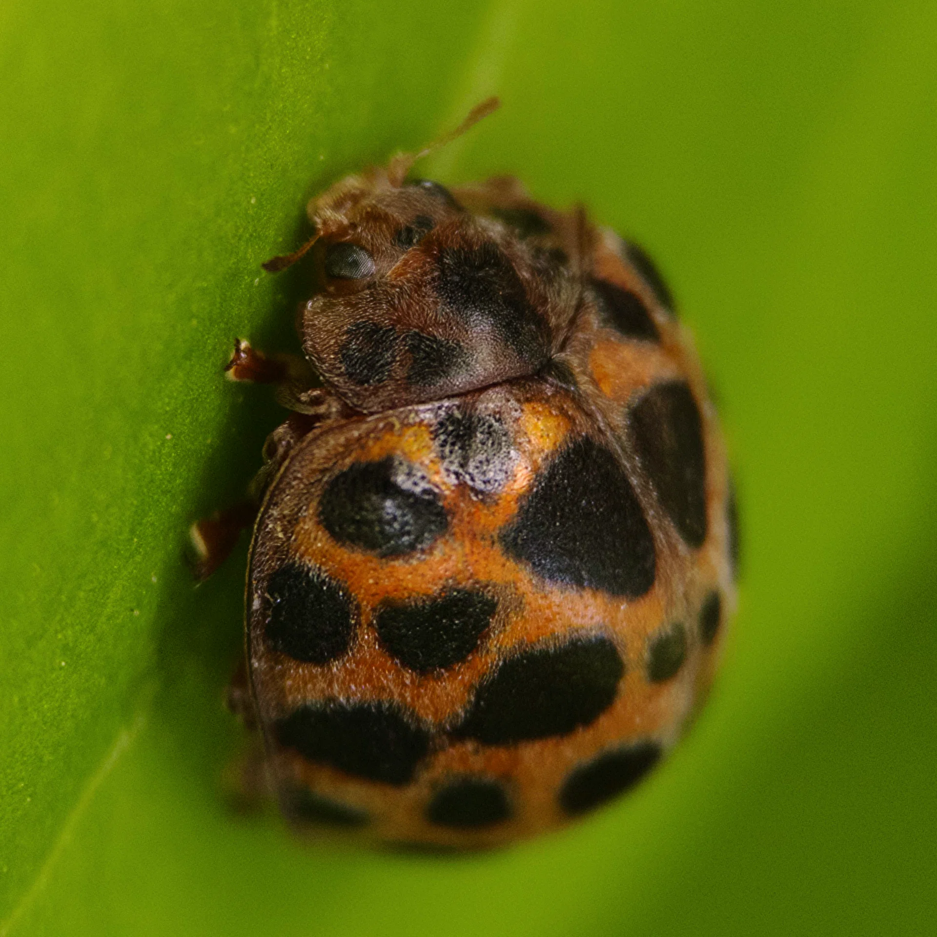 そのへんの3cm vol.4043 スマホでそのへんの自然写真を撮り続けてい