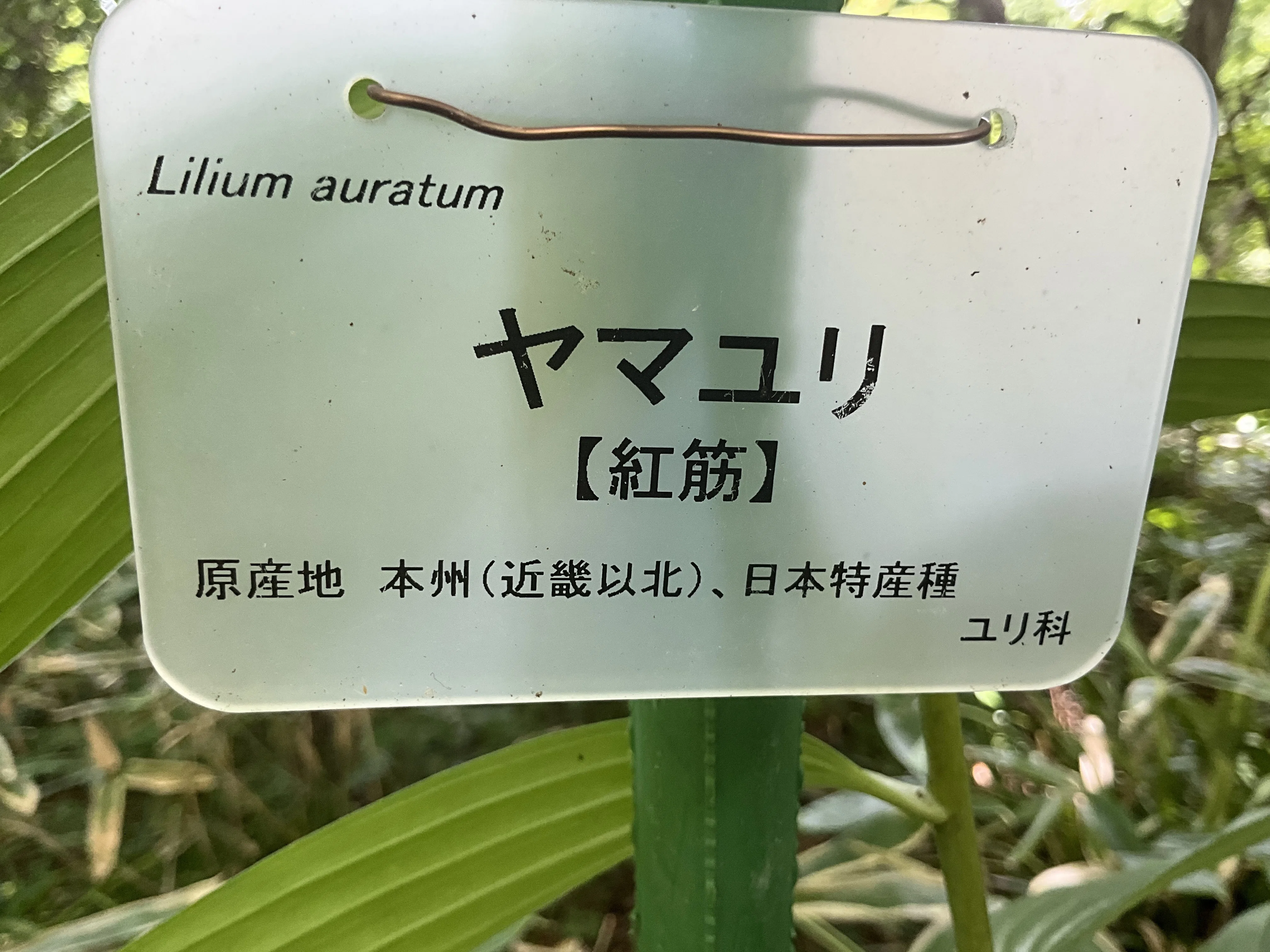 ヤマユリ（紅筋）（京都府立植物園）：2026年7月21日（火）｜藤井秀昭