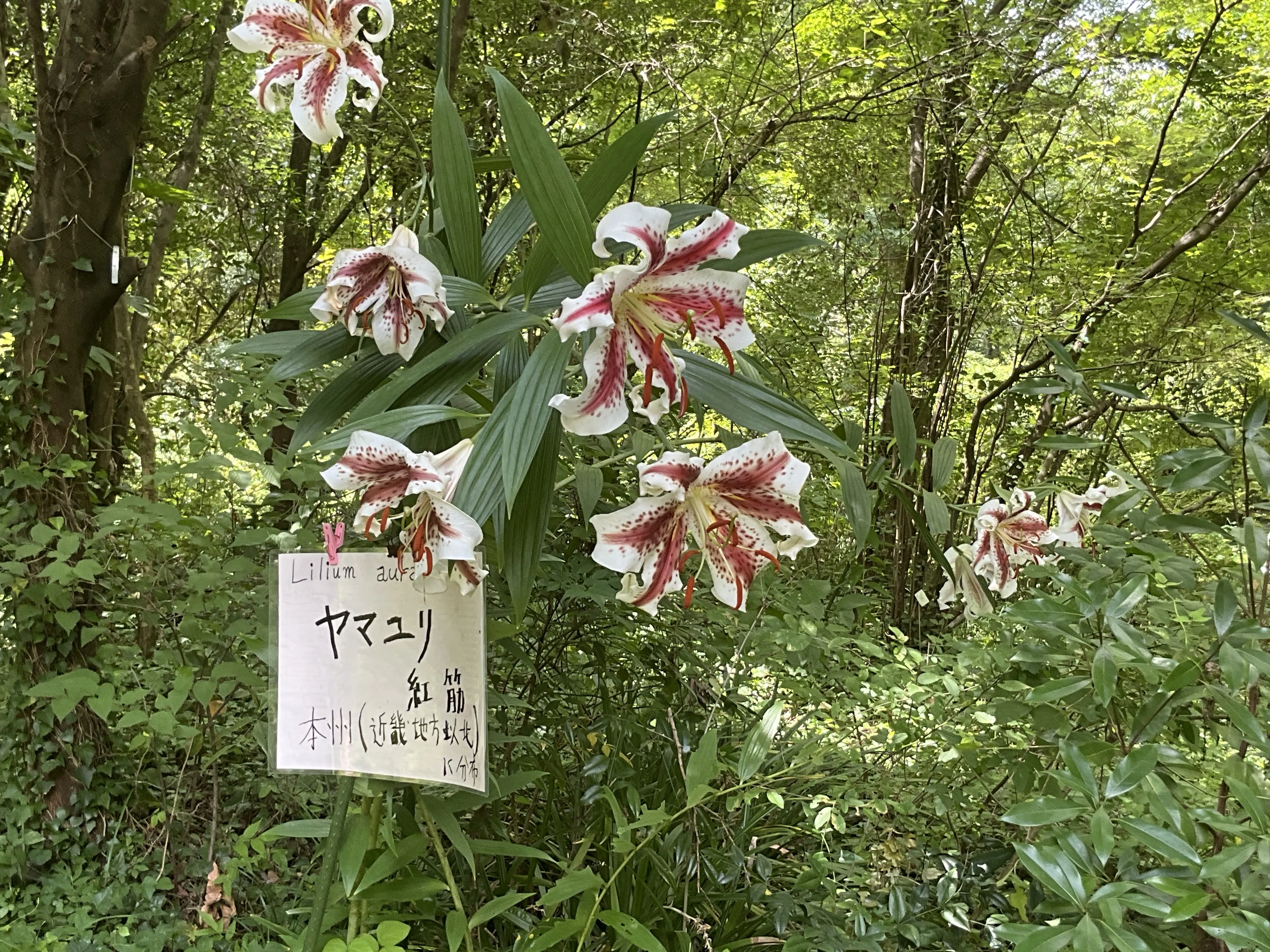 ヤマユリ（紅筋）（京都府立植物園）：2026年7月21日（火）｜藤井秀昭