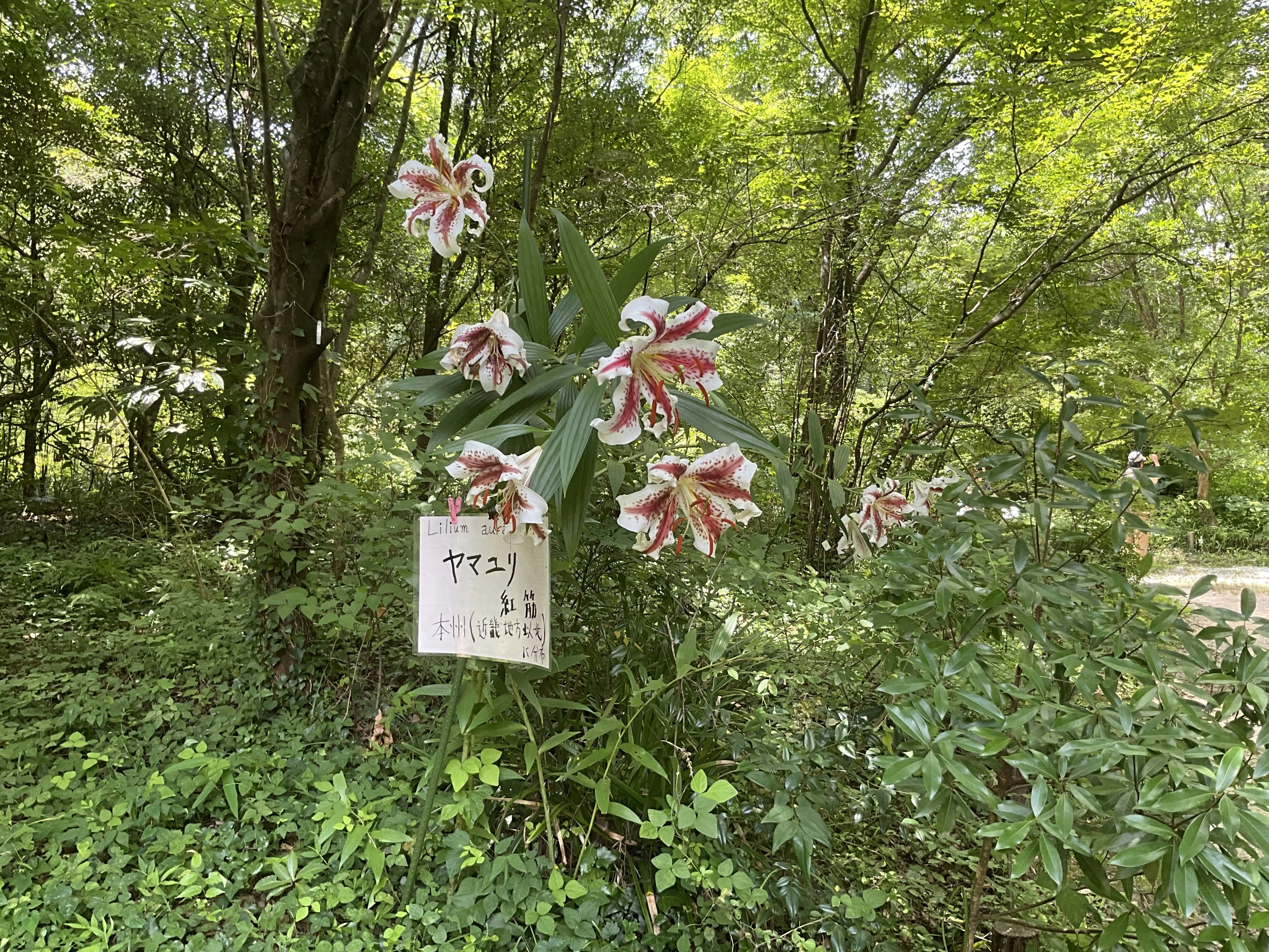 ヤマユリ（紅筋）（京都府立植物園）：2026年7月21日（火）｜藤井秀昭