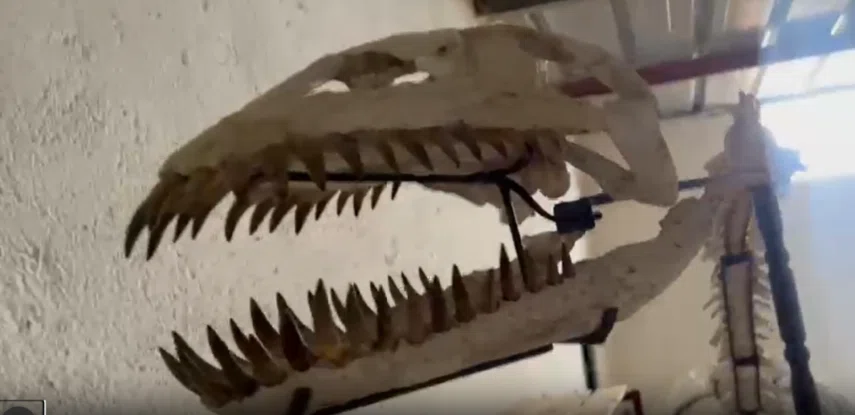 48. Fossil Skull: The Skull That Supported the Marine Predator