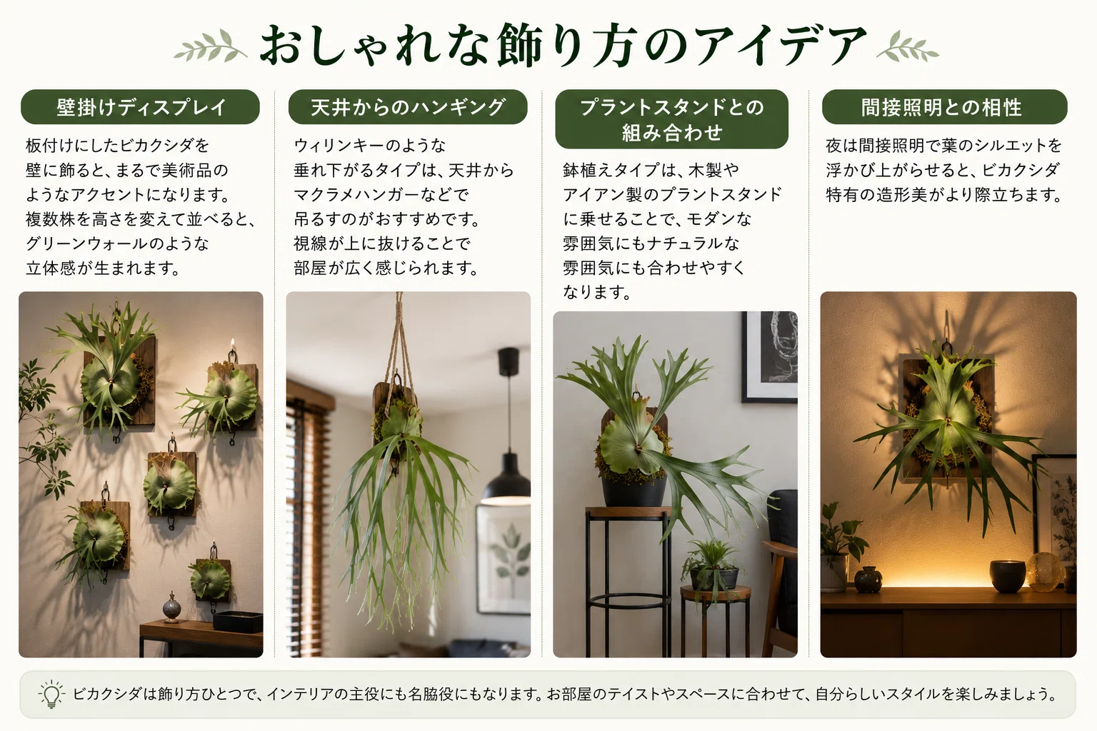ビカクシダをつかっておしゃれな部屋を作る〜ビカクシダの種類と育て方 