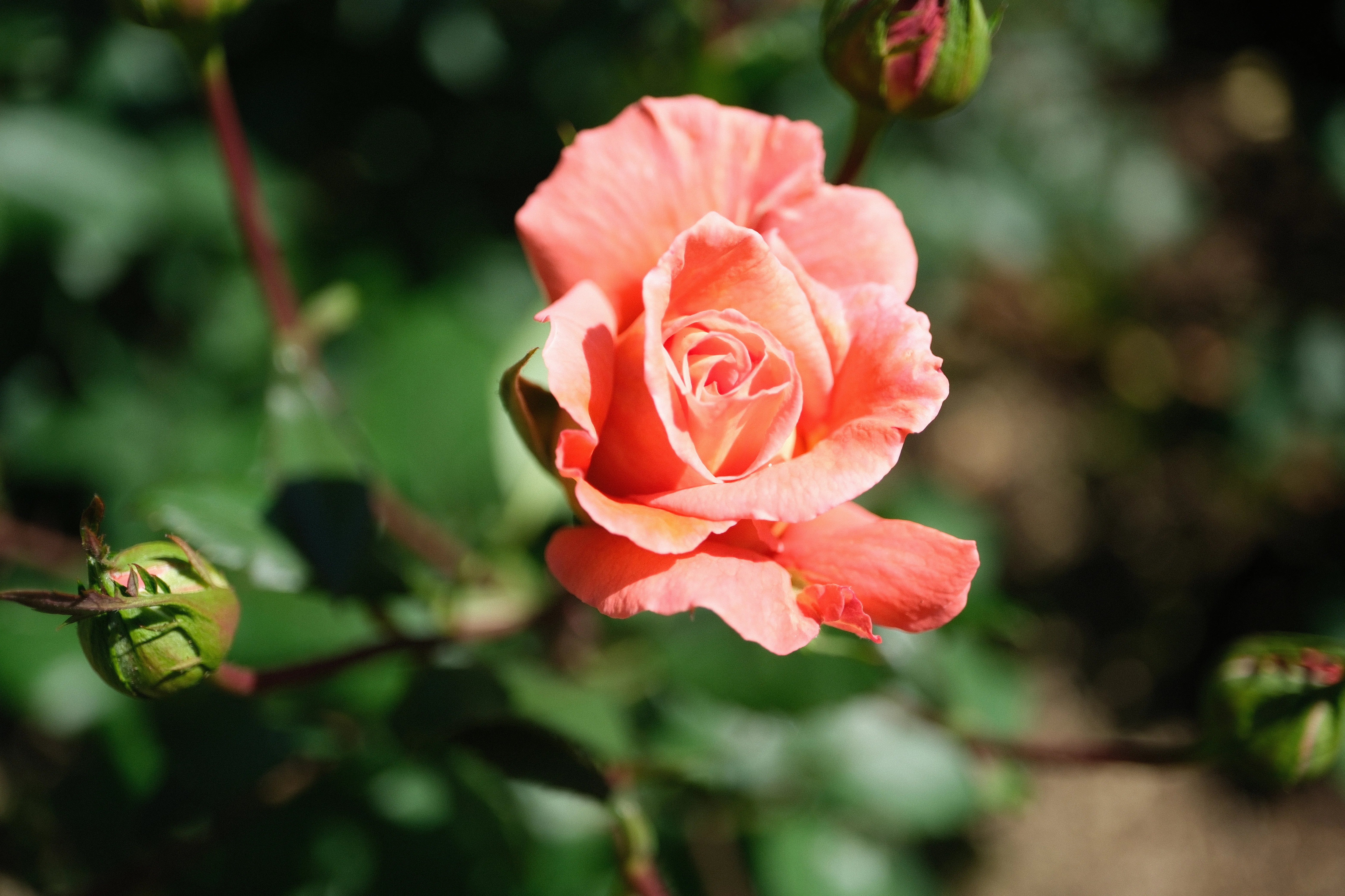 📷X-T30III × 🌹中之島バラ園 ｜ 🇩🇪ジャニナ（Janina）｜ぱぽにゃん🌹🌳