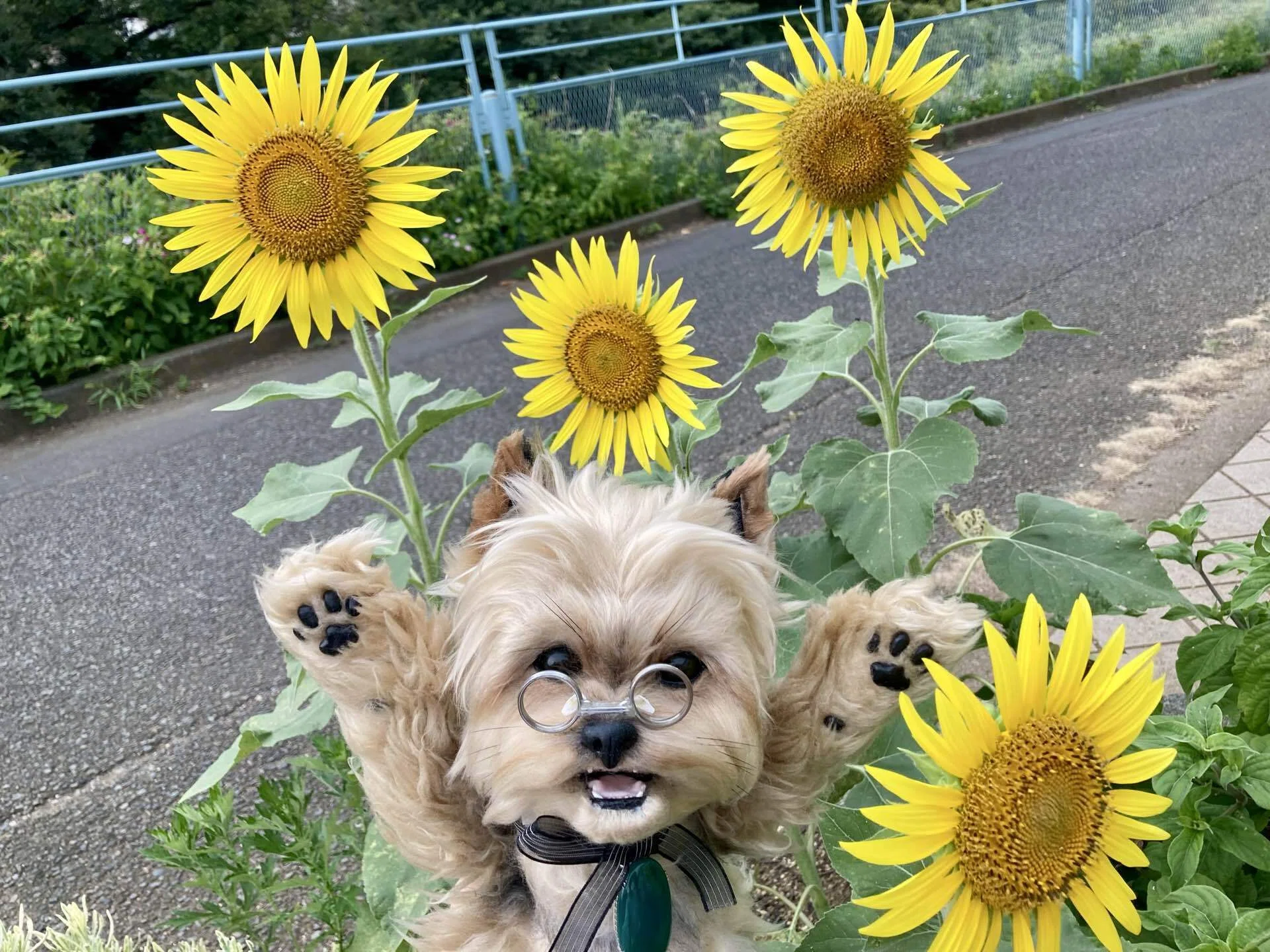 ひまわりと老犬｜ローケン（ジョン・ローケン）