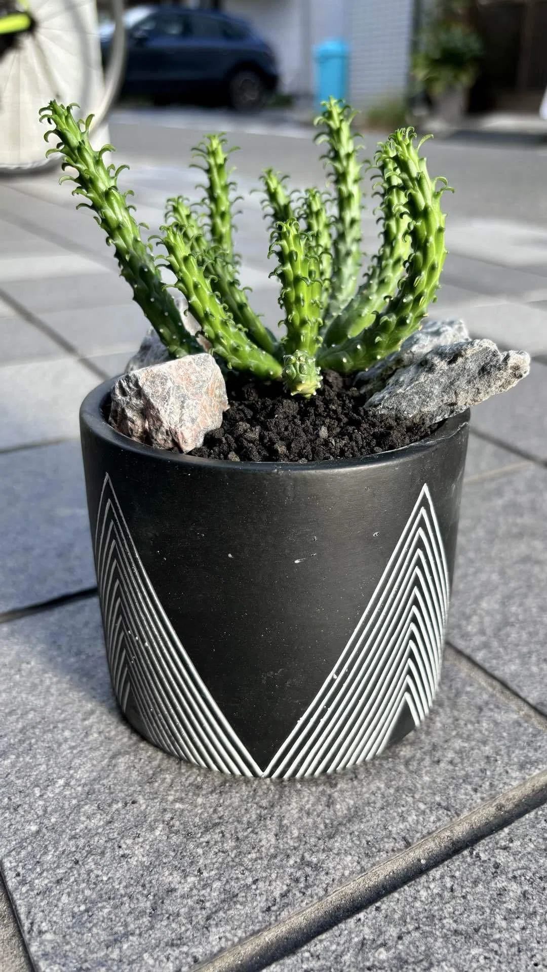 ユーフォルビア|イネルミス|クラーケン🐙｜cova 塊根植物に沼った美容