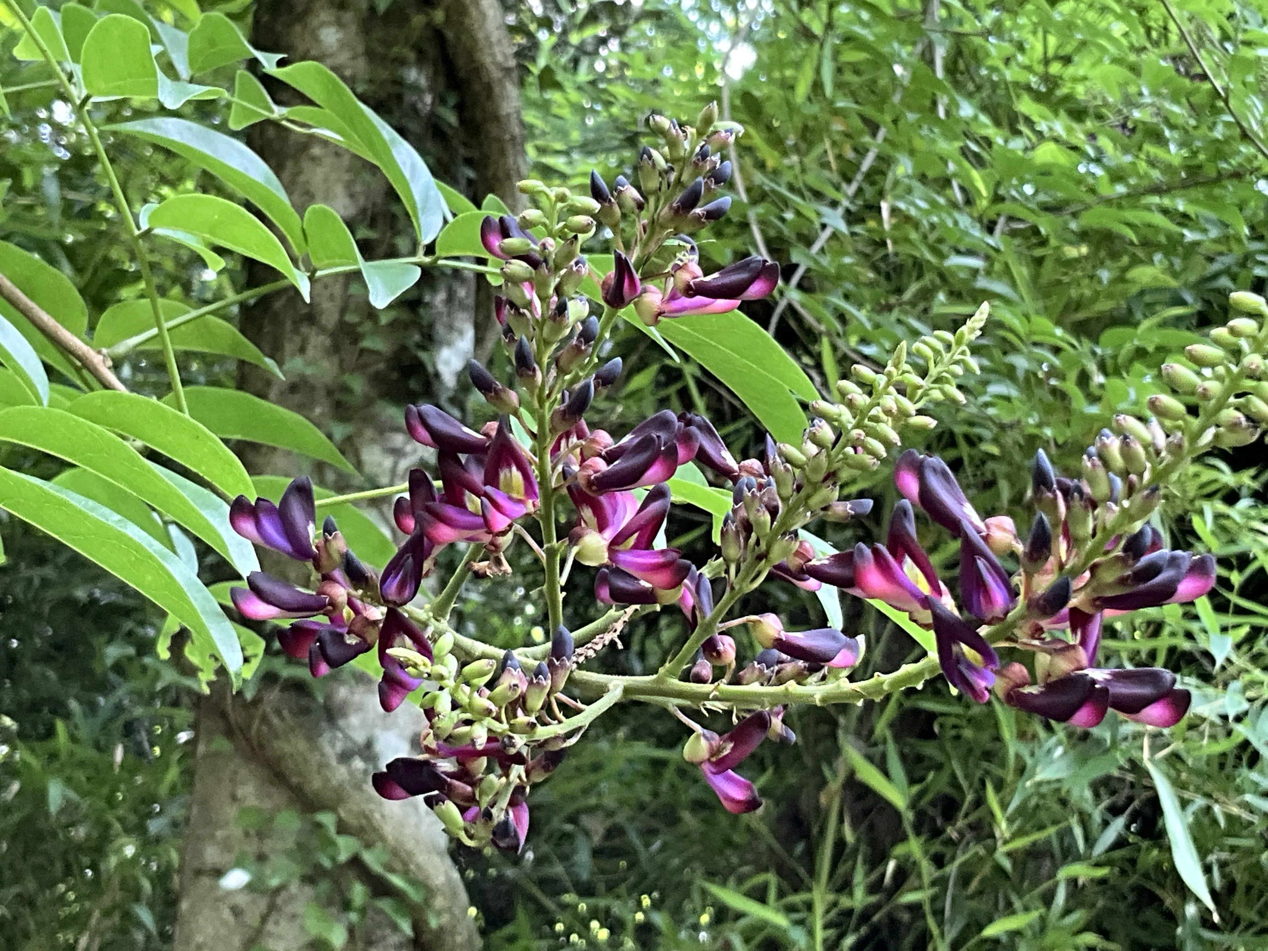 ムラサキナツフジ（京都府立植物園）：2026年7月18日（土）｜藤井秀昭