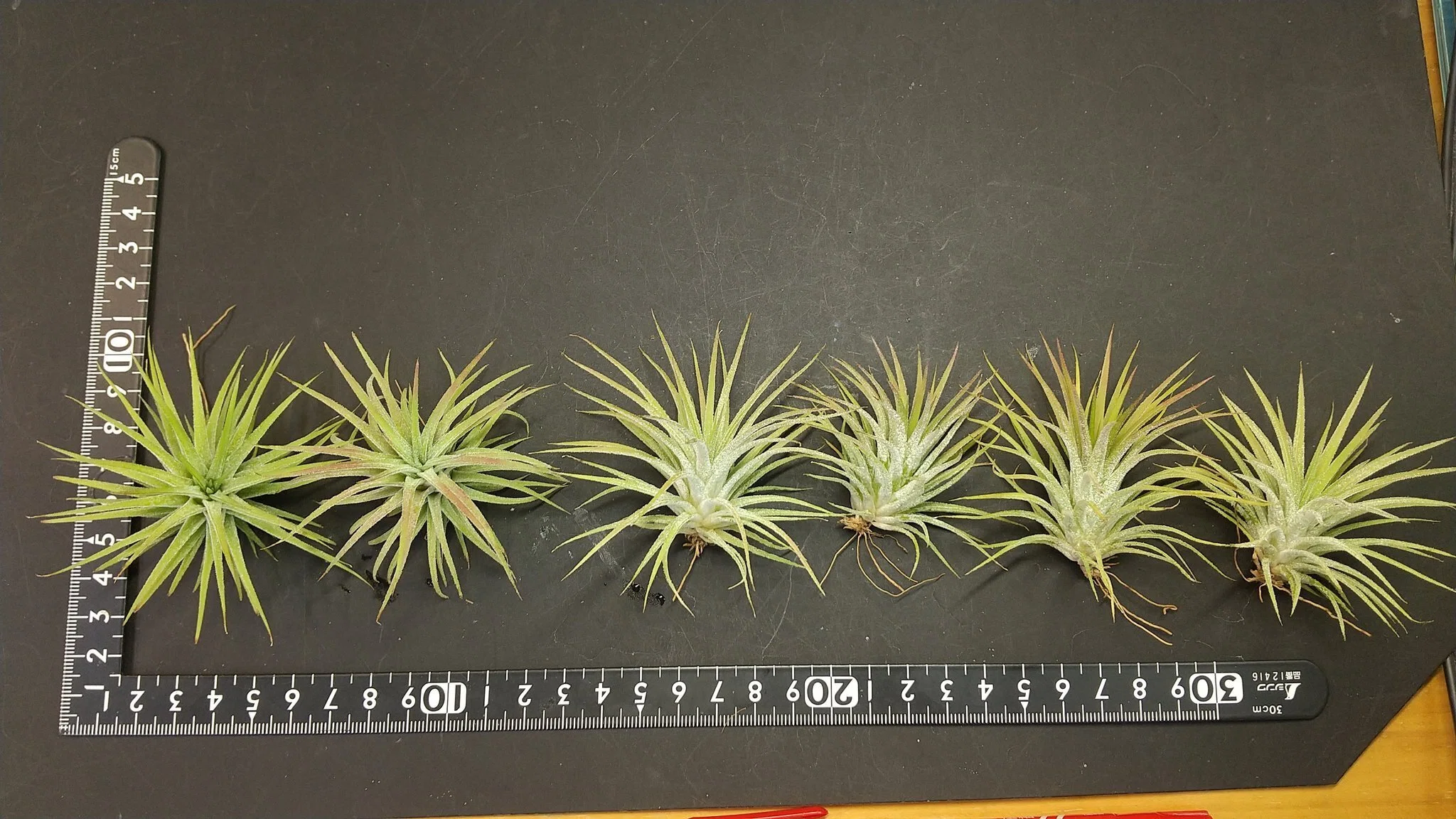 チランジア入荷リスト7/14｜NatureGarden🌿神田