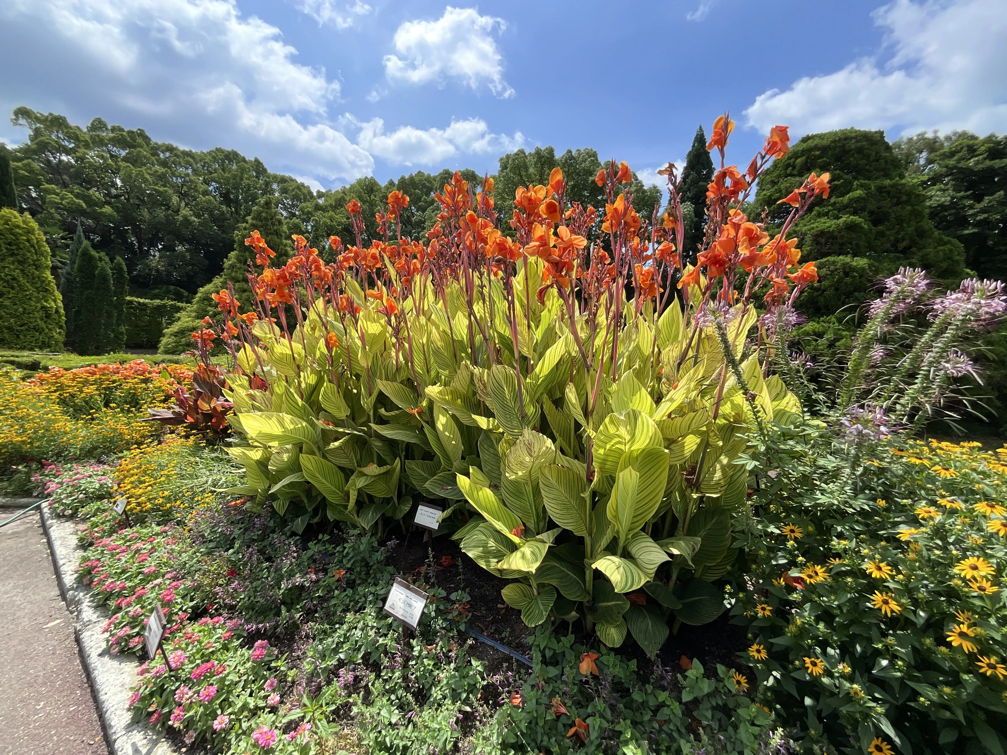 カンナ 'ベンガル タイガー'（京都府立植物園）：2026年7月27日（月