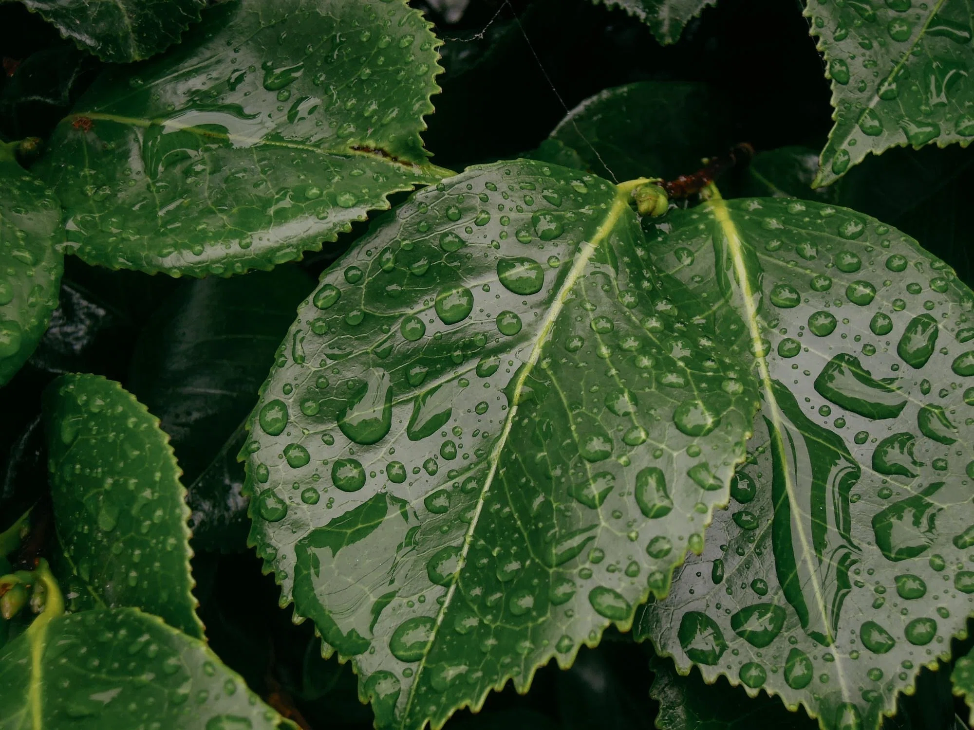 梅雨明け前らしいのですが。。｜hirokiPhoto