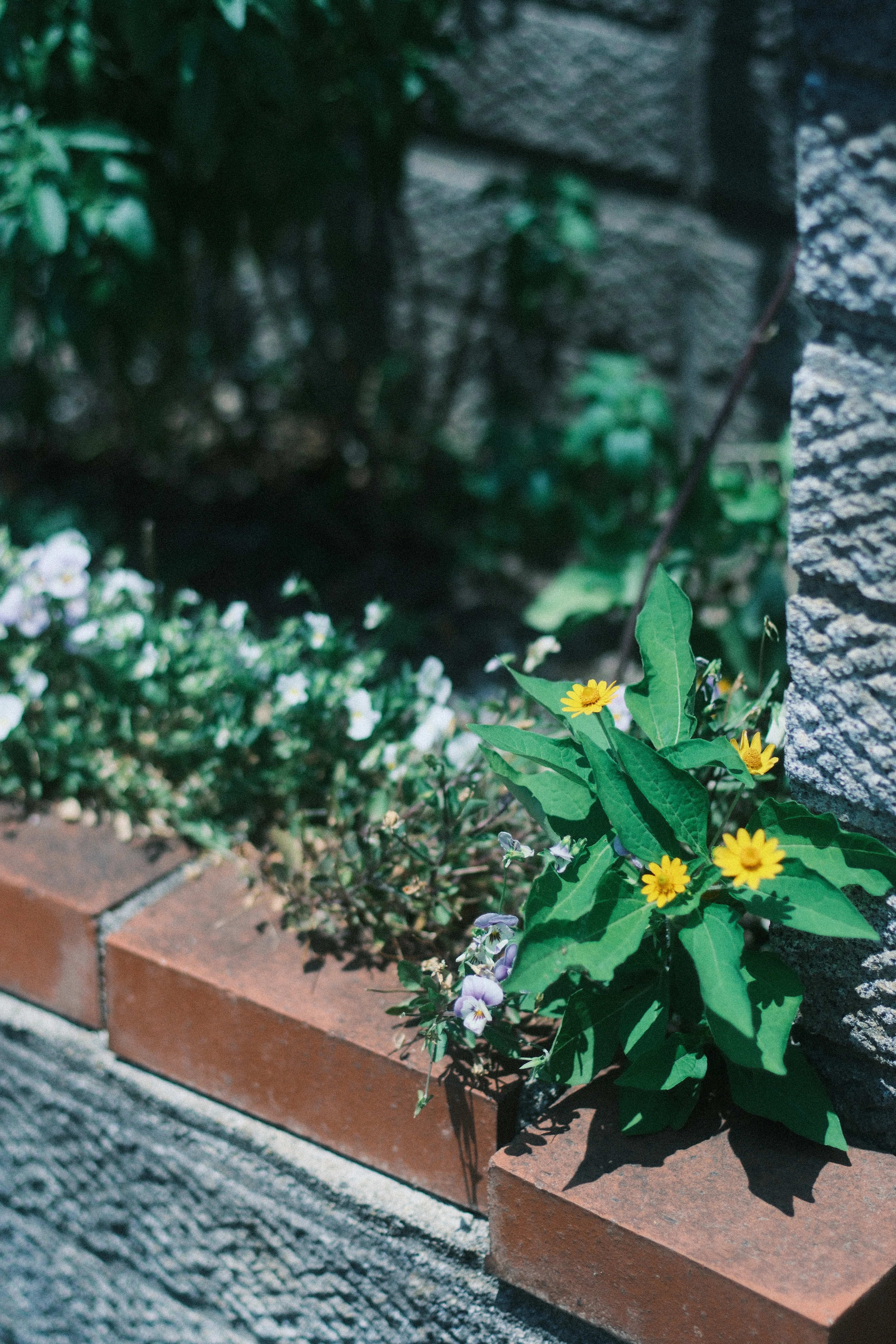 XR RIKENON 55mm F1.2｜月曜休み。