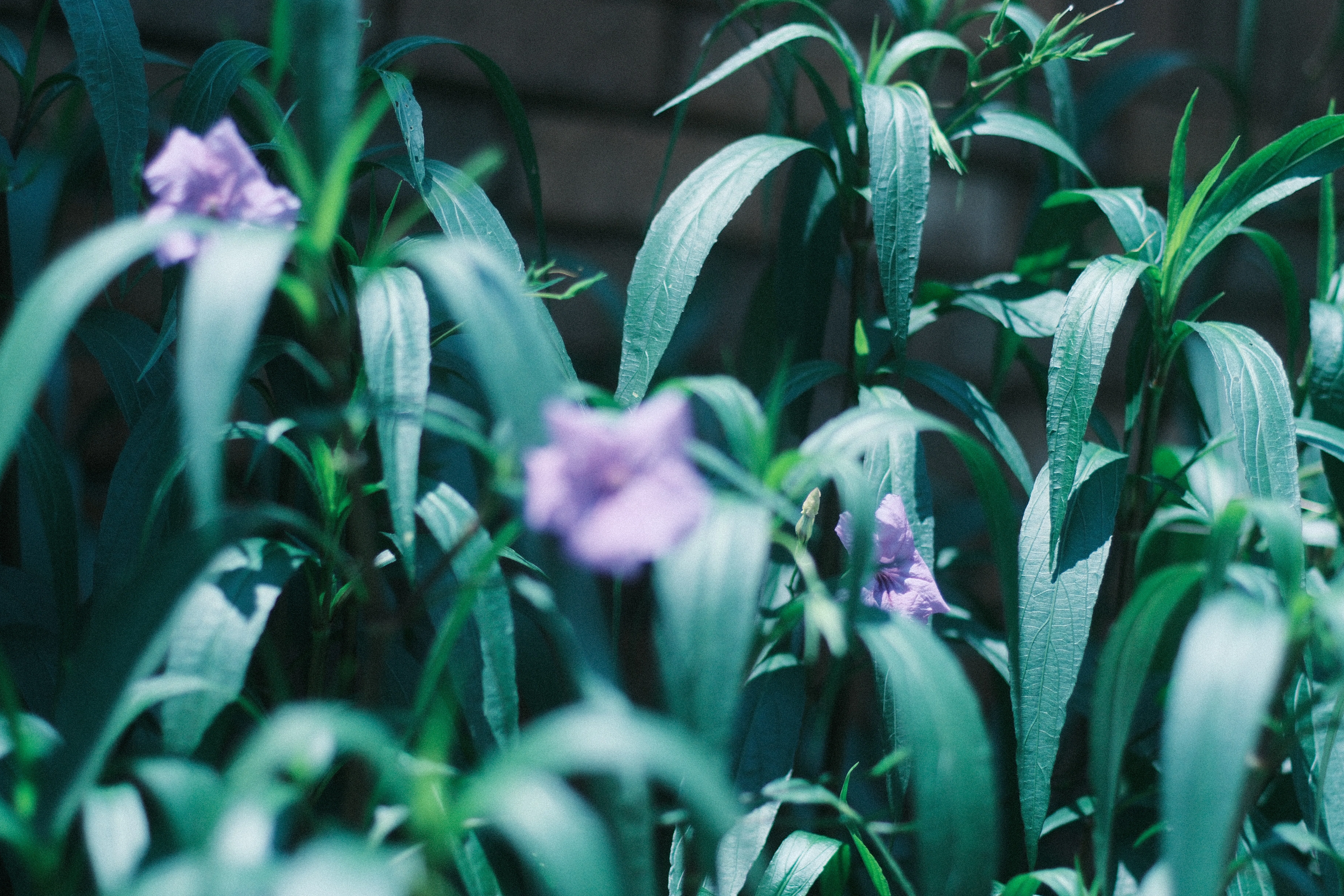 XR RIKENON 55mm F1.2｜月曜休み。