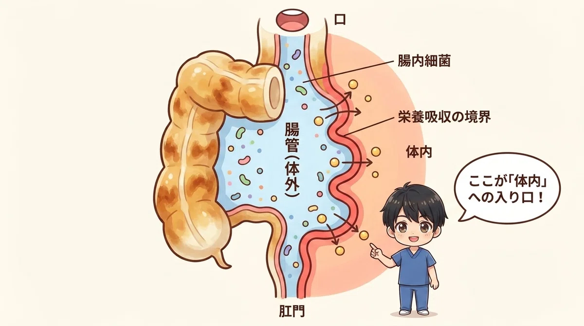 口から続く管の内側は"体外"。壁を越えて初めて"体内"になる概念図
