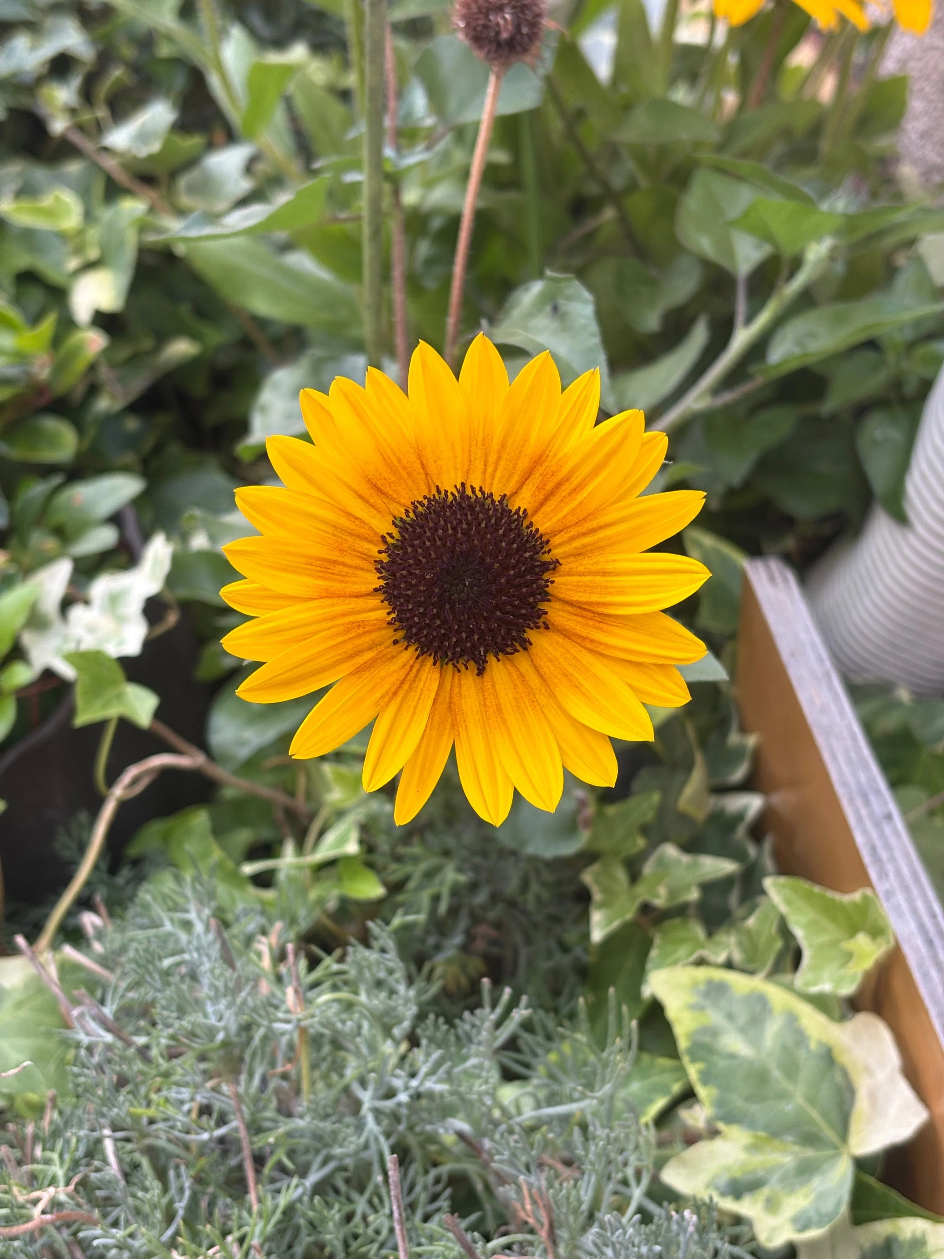 向日葵 太陽を追いかける黄金色の花 「向日葵」｜ネコ先生