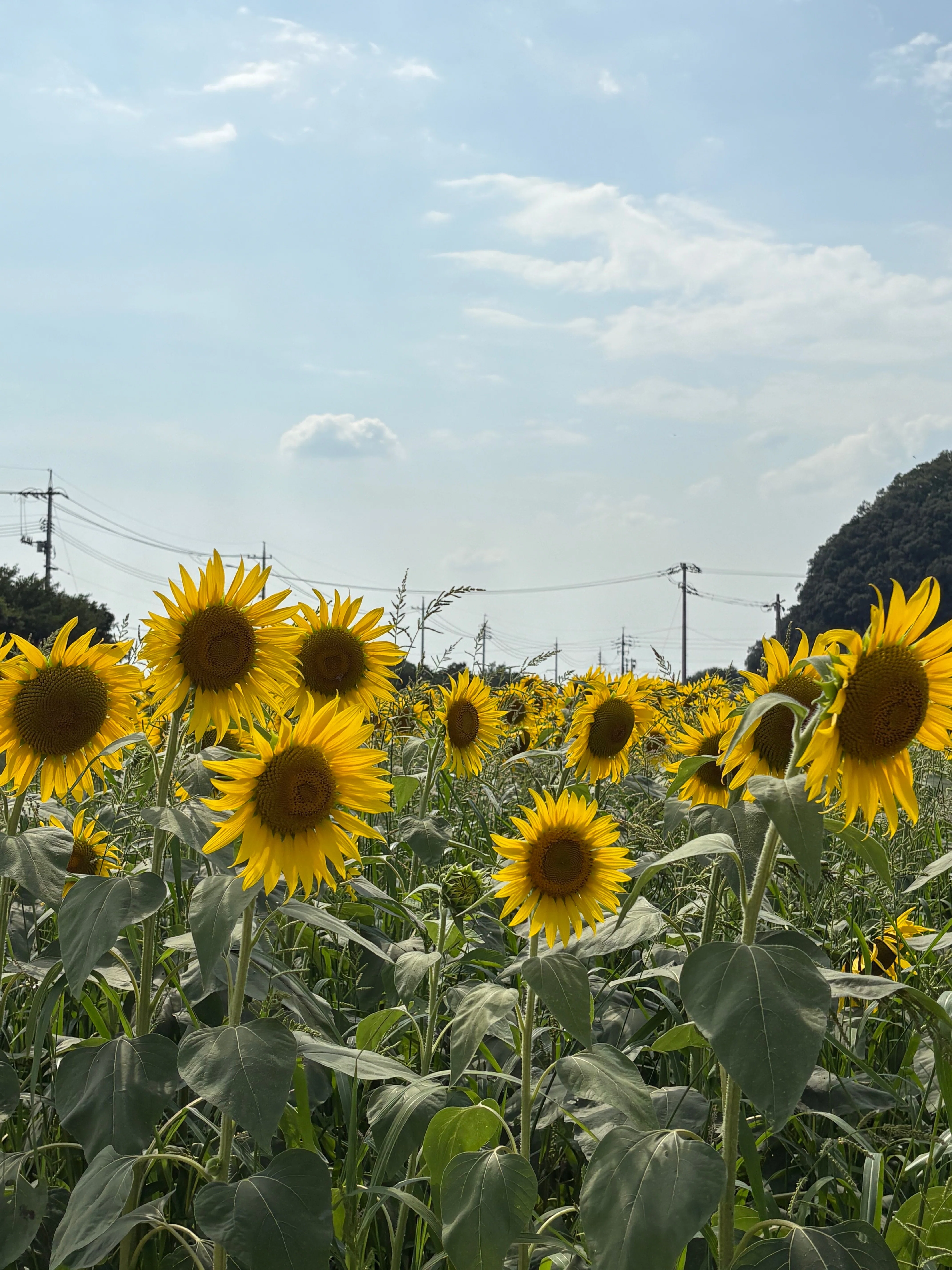 太陽を追いかける黄金色の花 「向日葵」｜ネコ先生