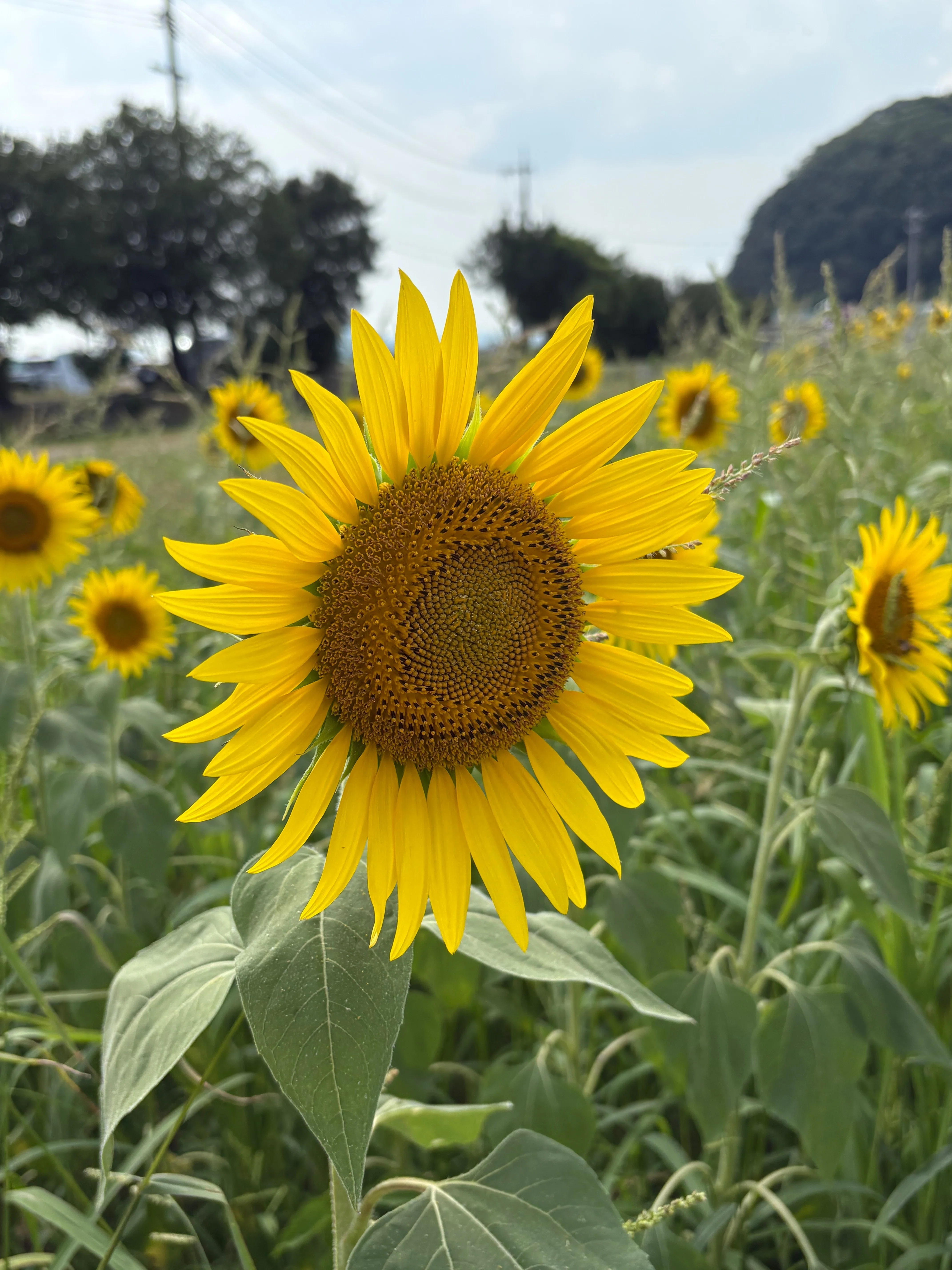 太陽を追いかける黄金色の花 「向日葵」｜ネコ先生