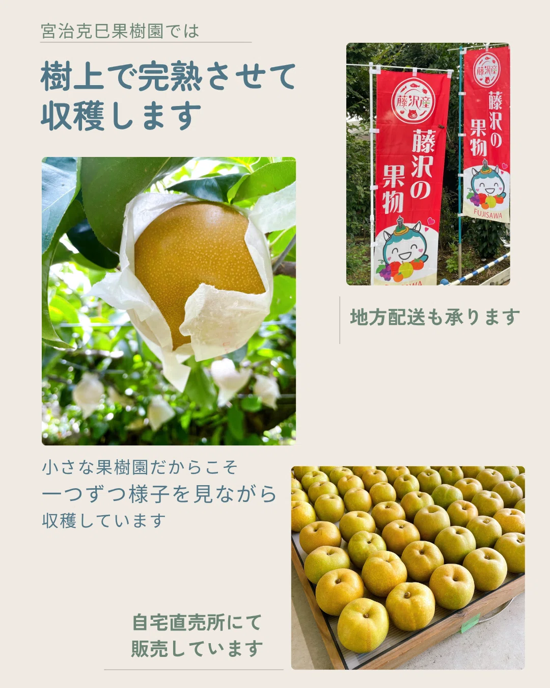 梨の販売について（2026年）｜みぶせ きこ