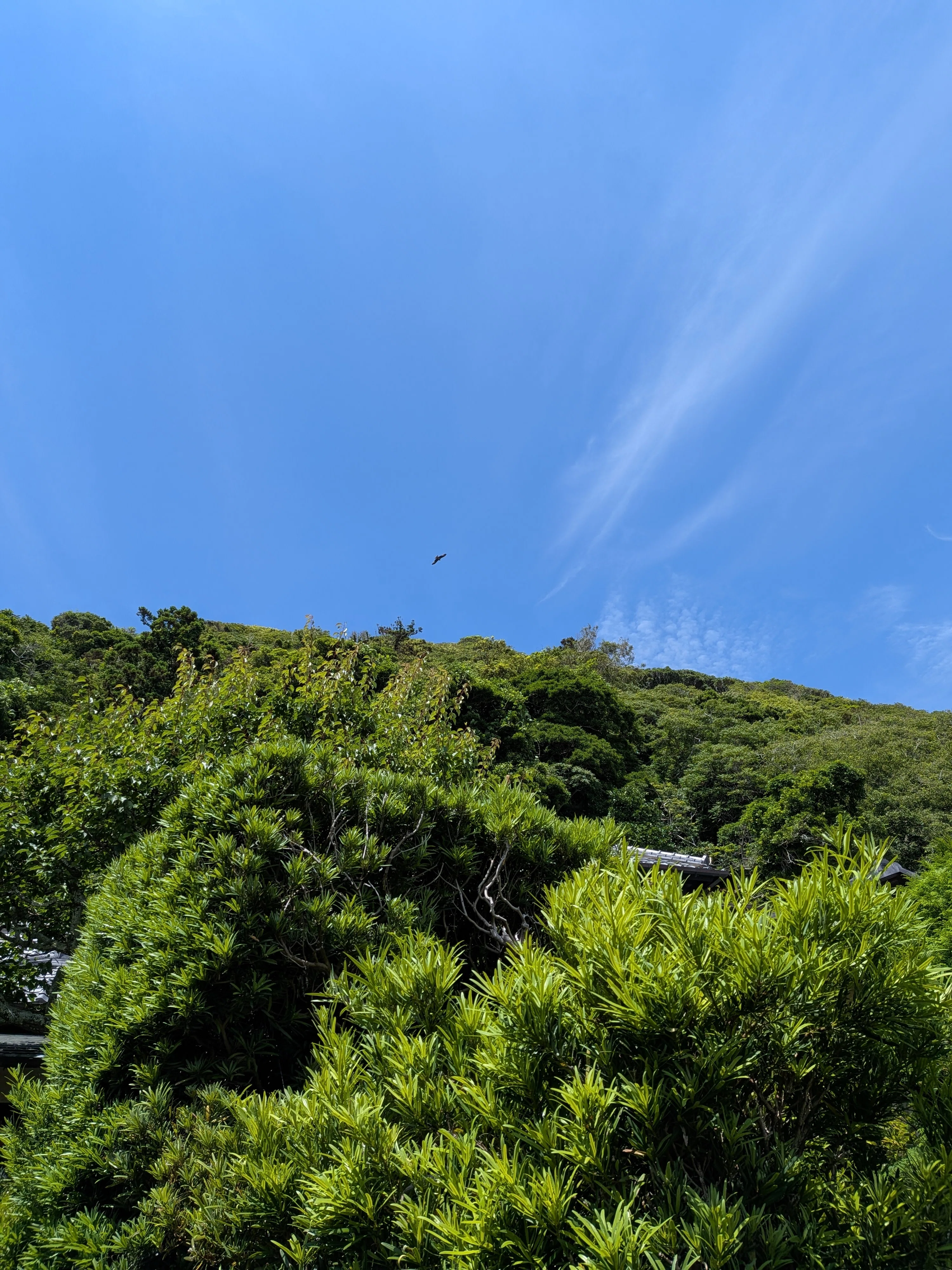 蓬春に“涼”を求めて 山口蓬春記念館｜kaji