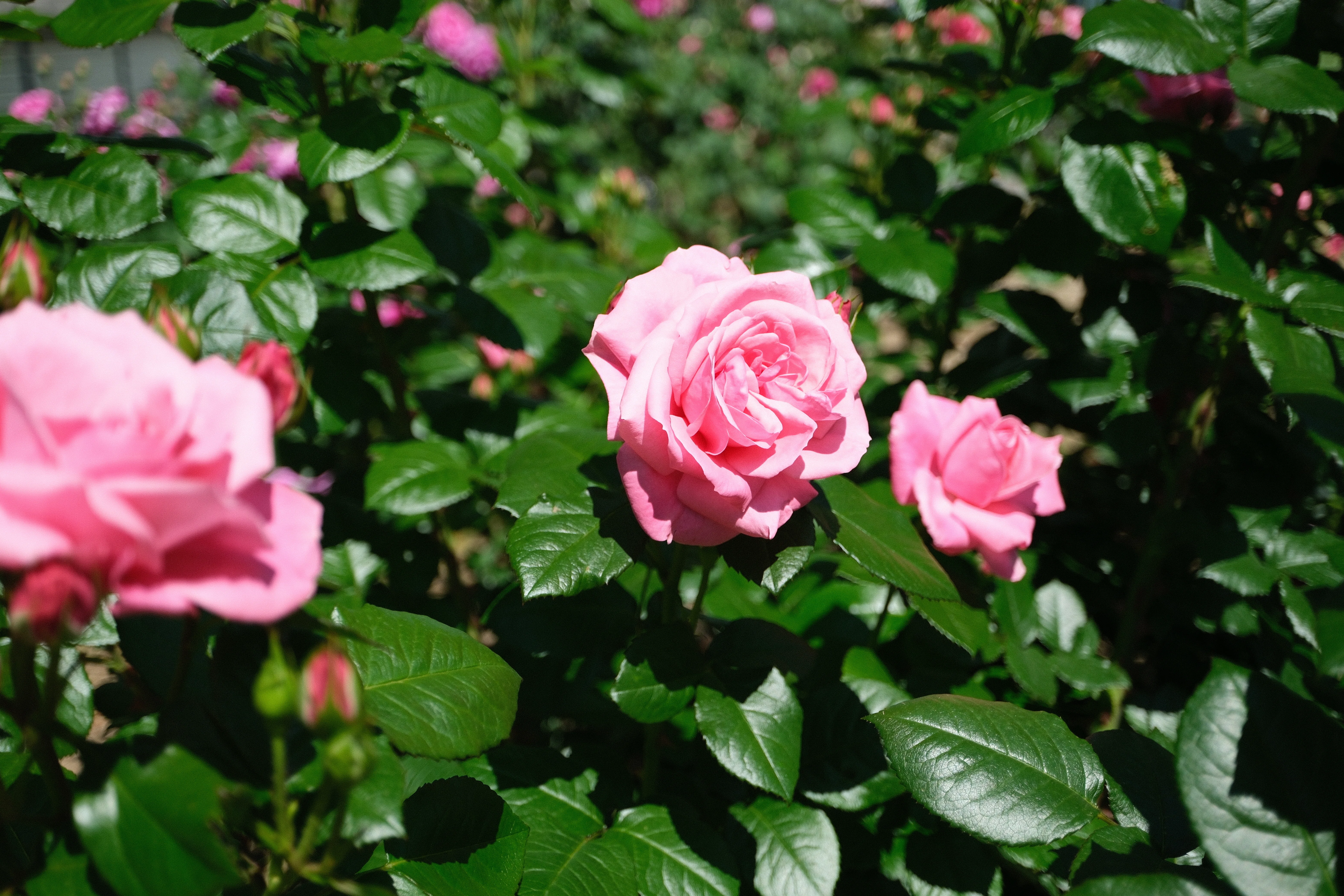 📷X-T30III × 🌹中之島バラ園 ｜ 🇫🇷マガリ（Magali）｜ぱぽにゃん🌹🌳
