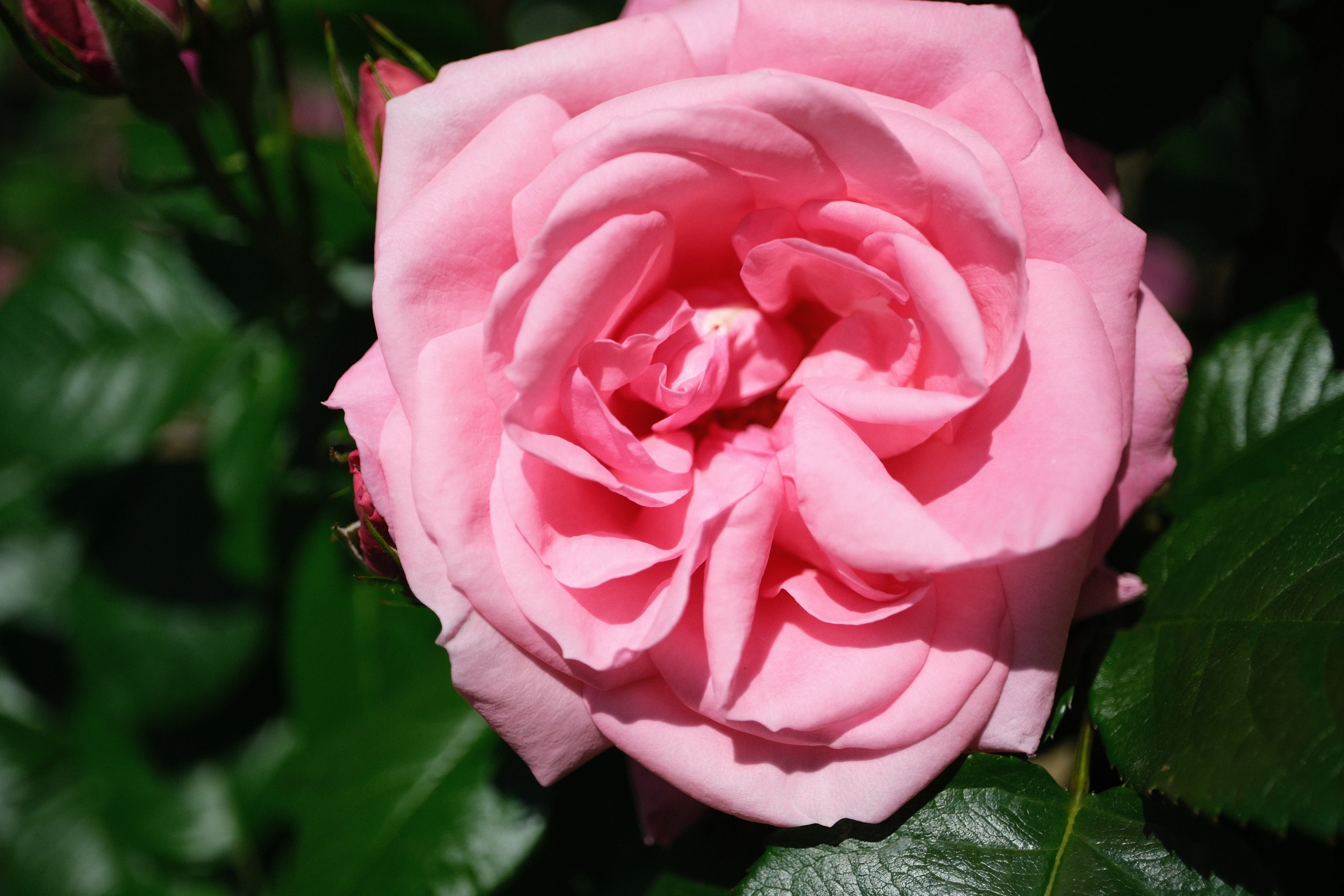 📷X-T30III × 🌹Nakanoshima Rose Garden | 🇫🇷Magali｜ぱぽにゃん🌹🌳