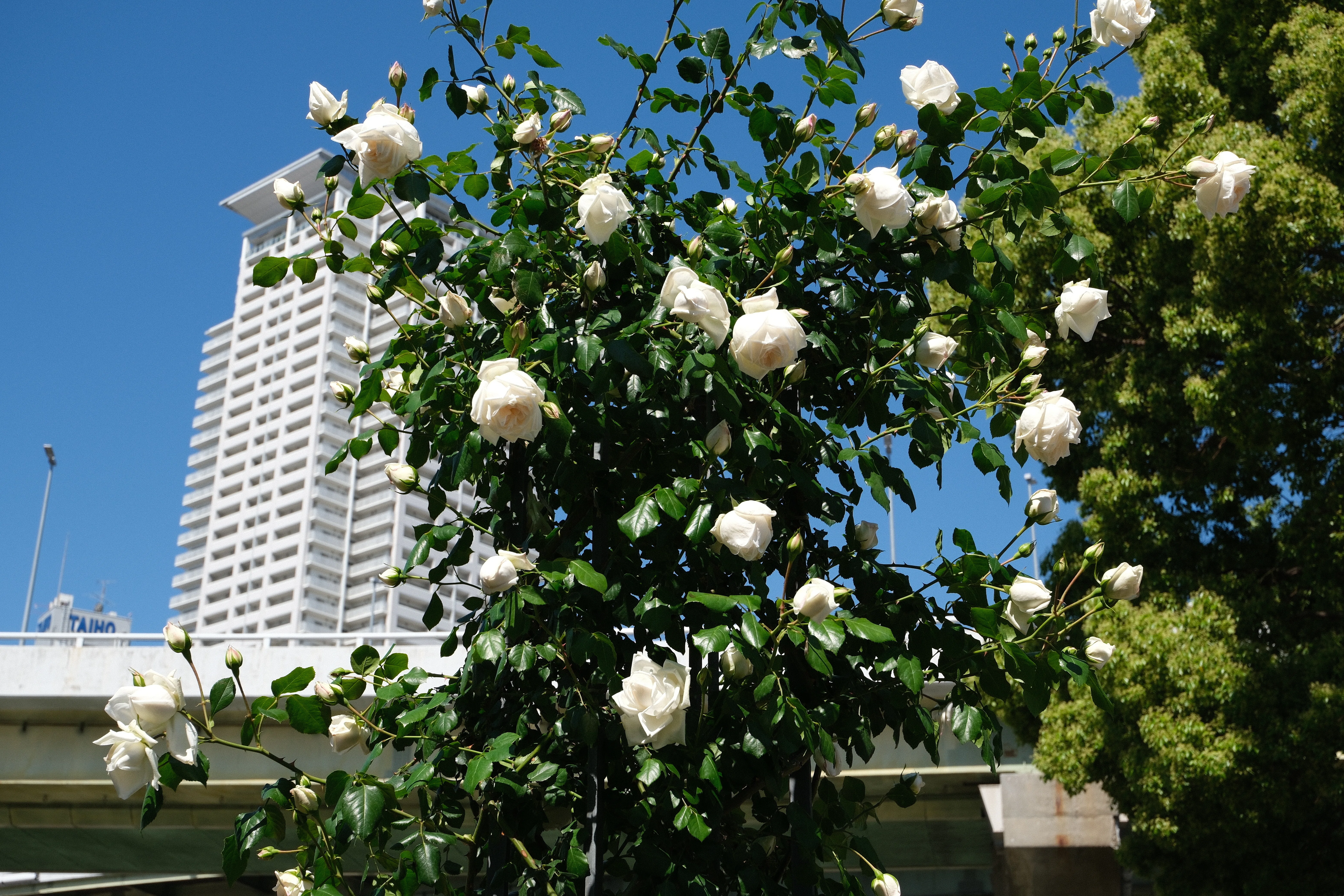 📷X-T30III × 🌹Nakanoshima Rose Garden | 🇯🇵Shinsetsu｜ぱぽにゃん🌹🌳