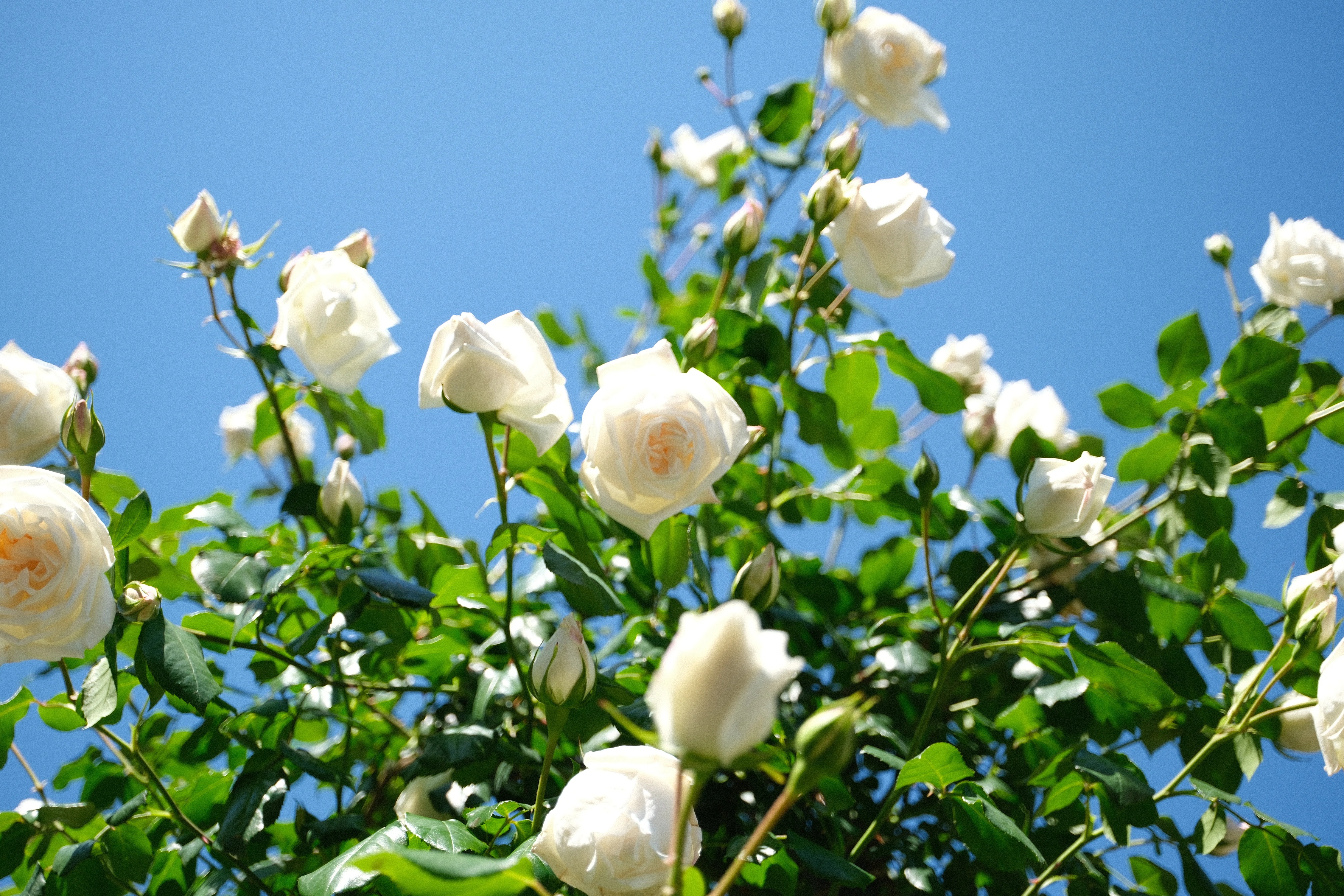 バラ園（3本） 📷X-T30III × 🌹中之島バラ園 ｜ 🇯🇵新雪（Shinsetsu）｜ぱぽにゃん🌹🌳