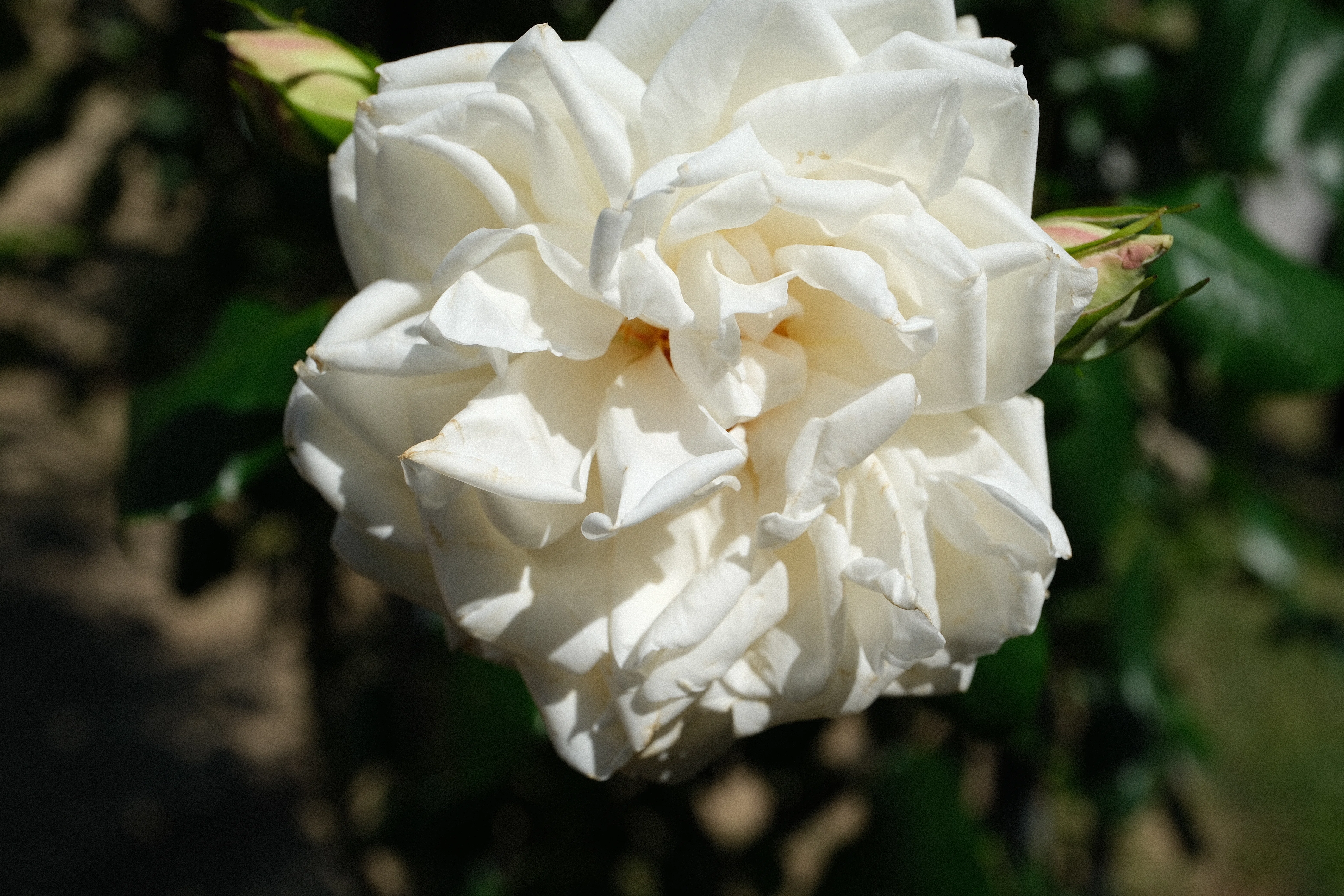 にゃおんさま　　バラ 📷X-T30III × 🌹Nakanoshima Rose Garden | 🇯🇵Shinsetsu｜ぱぽにゃん🌹🌳