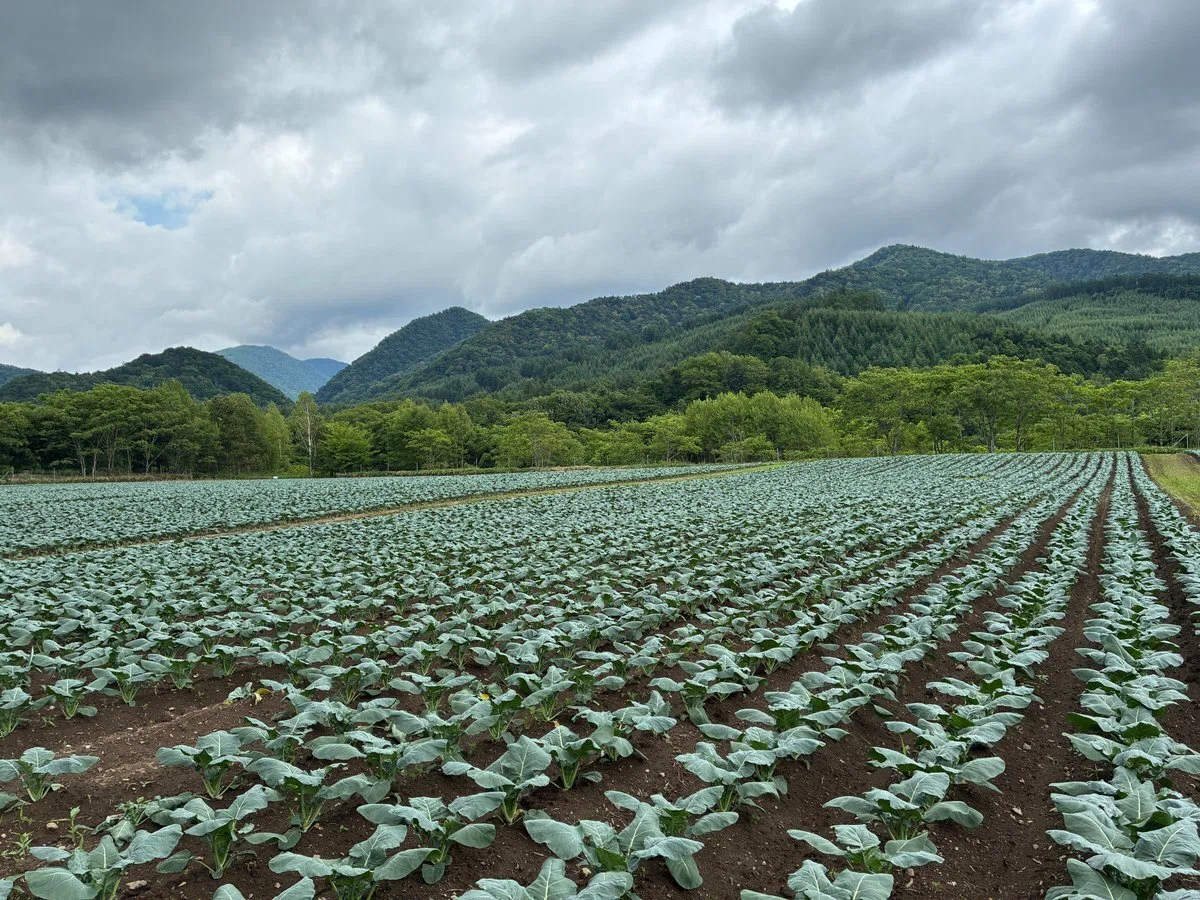 As lavouras do Hiroki em Hokkaido (foto: Hiroki Tomiyasu, note.com)