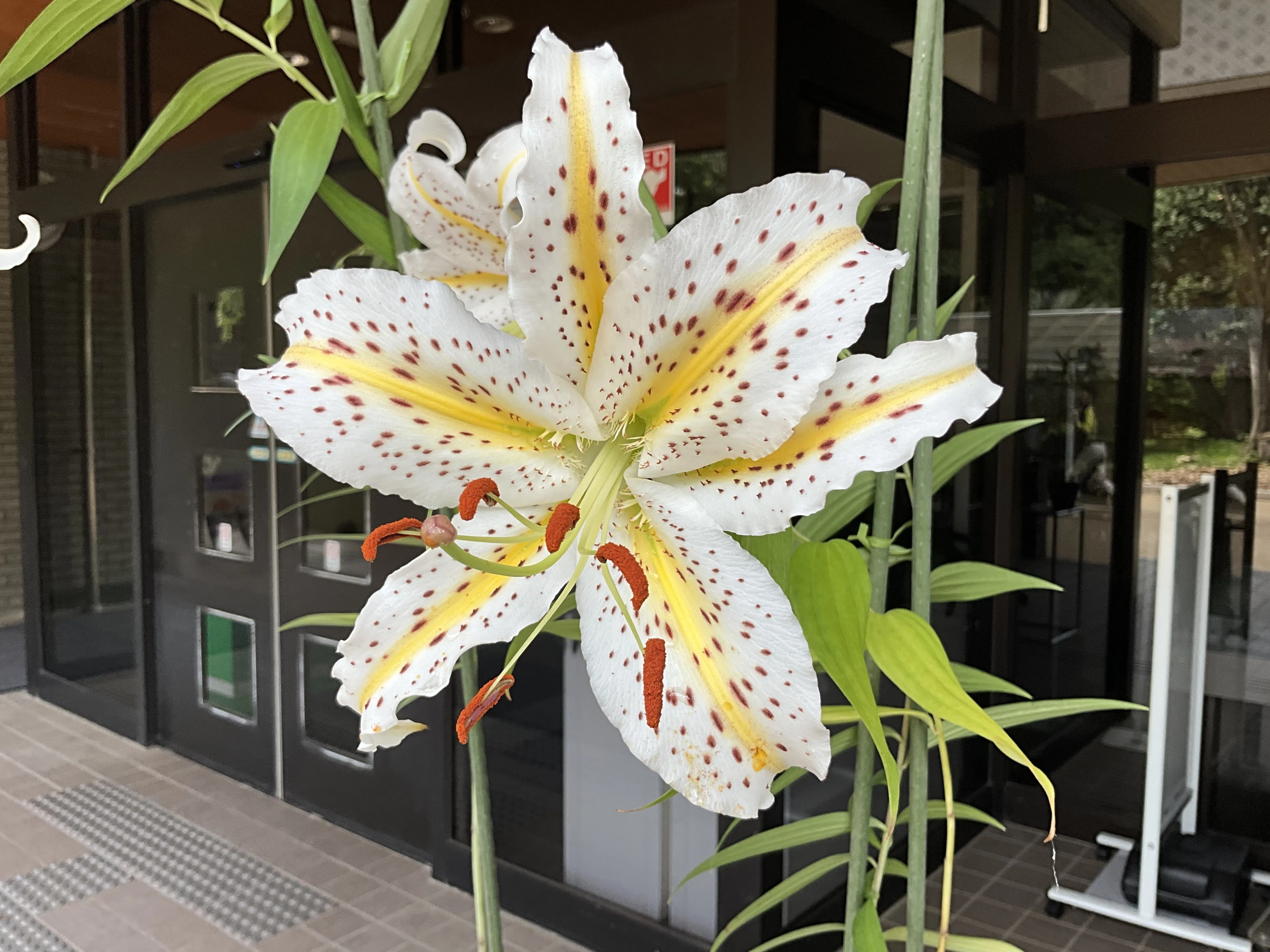 ユリユリママ ヤマユリ（京都府立植物園）：2026年7月19日（日）｜藤井秀昭（『京都