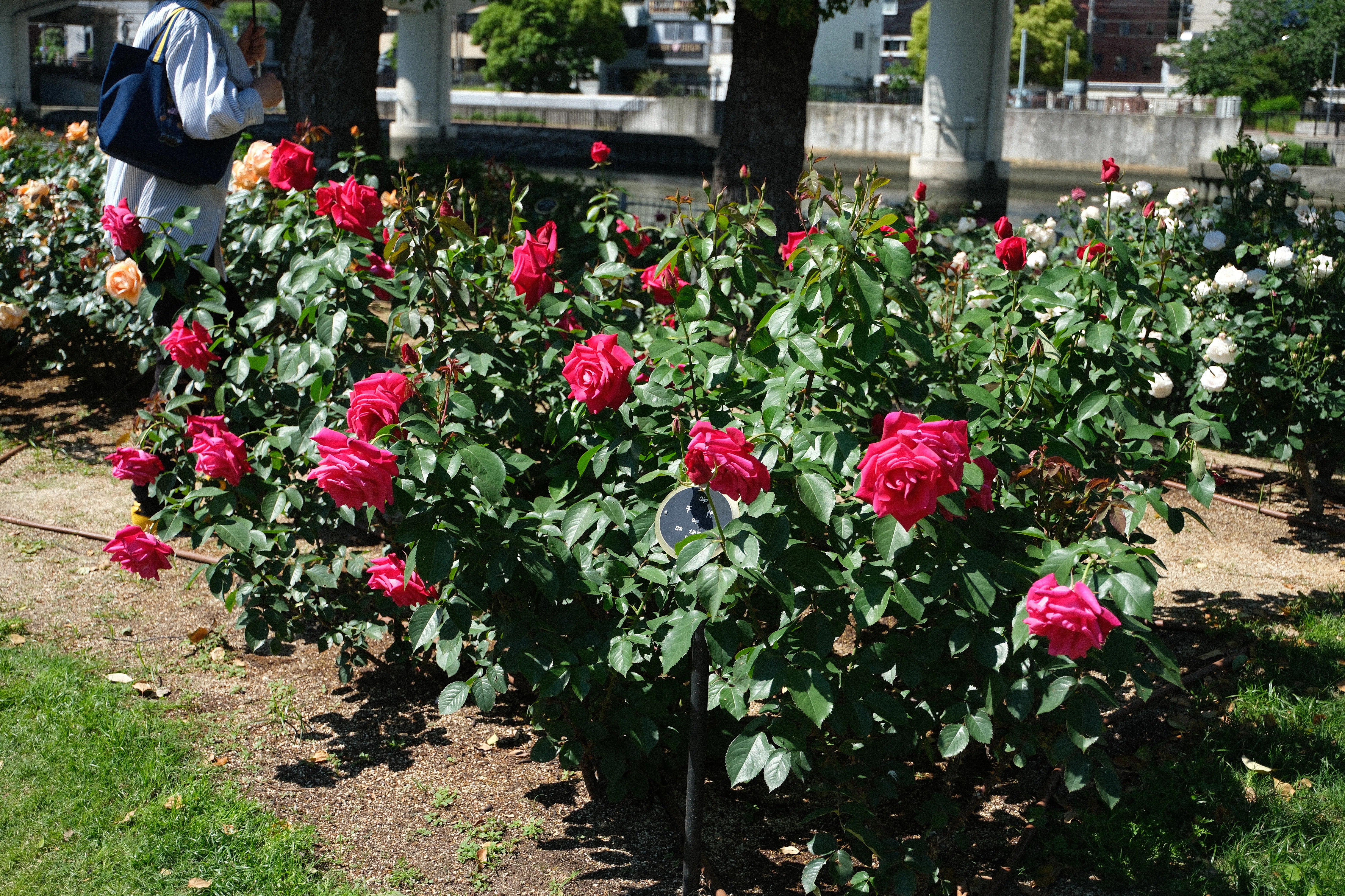 📷X-T30III × 🌹中之島バラ園 ｜ 🇯🇵千代（Chiyo）｜ぱぽにゃん🌹🌳