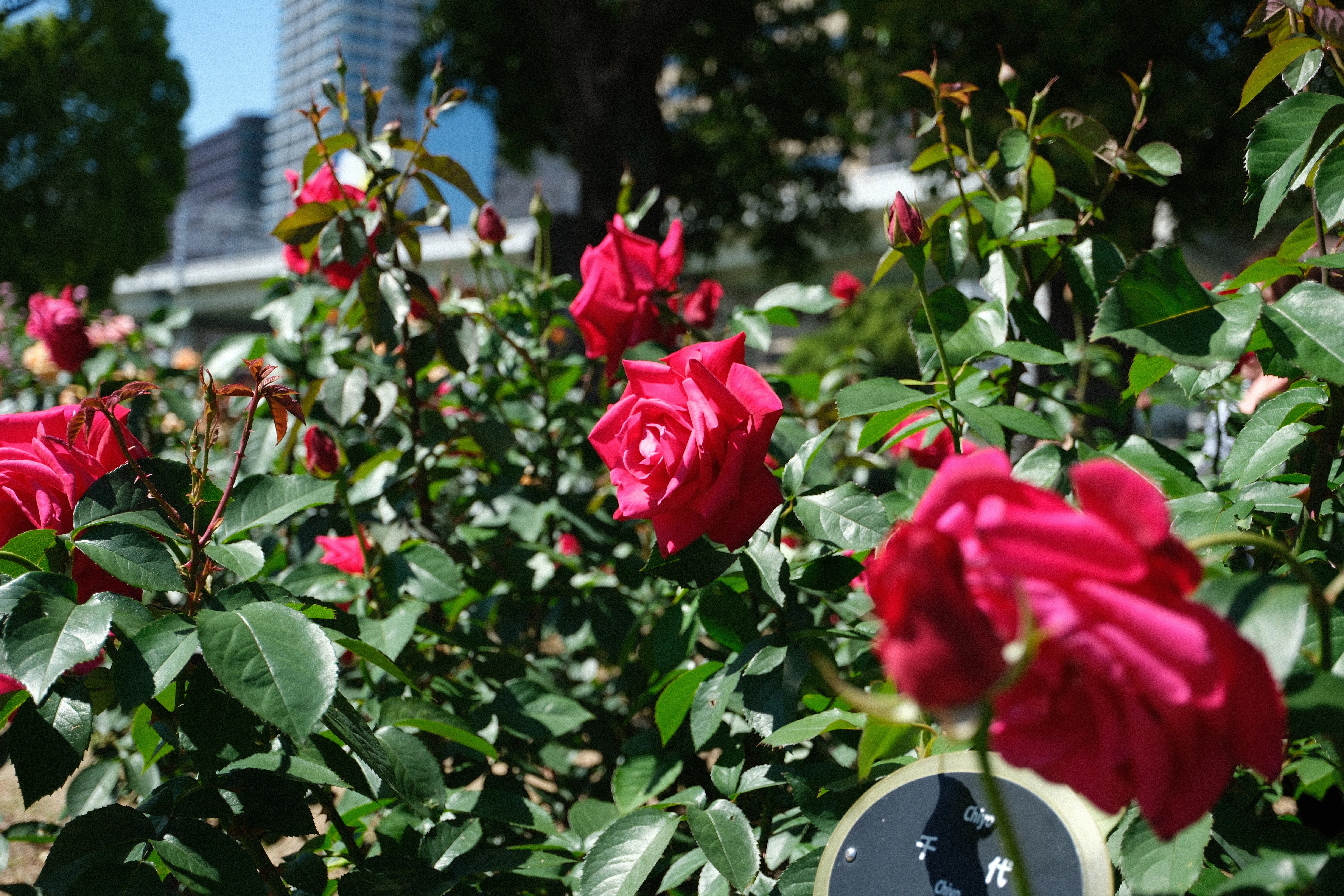 📷X-T30III × 🌹Nakanoshima Rose Garden | 🇯🇵Chiyo｜ぱぽにゃん🌹🌳