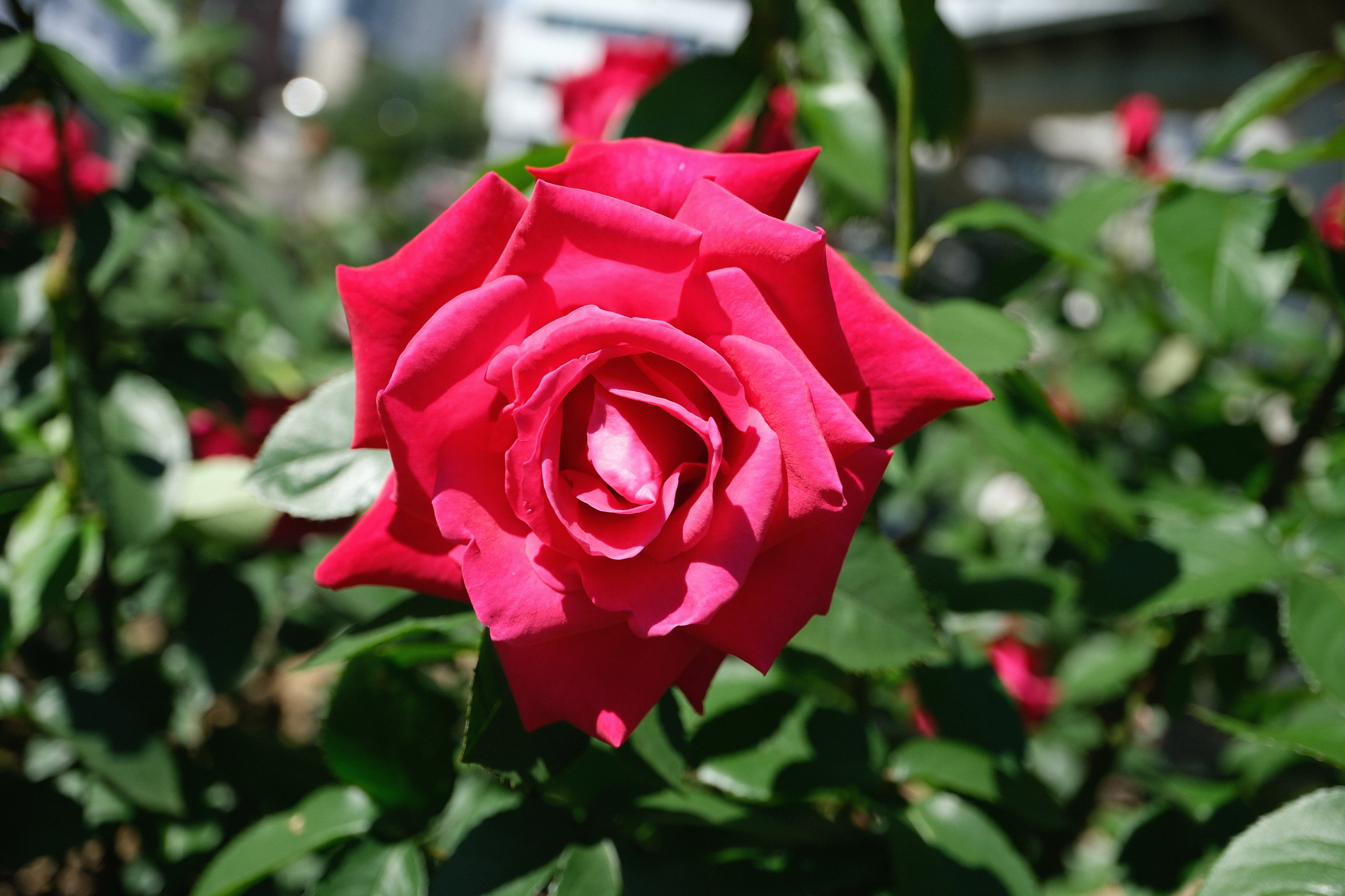 📷X-T30III × 🌹Nakanoshima Rose Garden | 🇯🇵Chiyo｜ぱぽにゃん🌹🌳