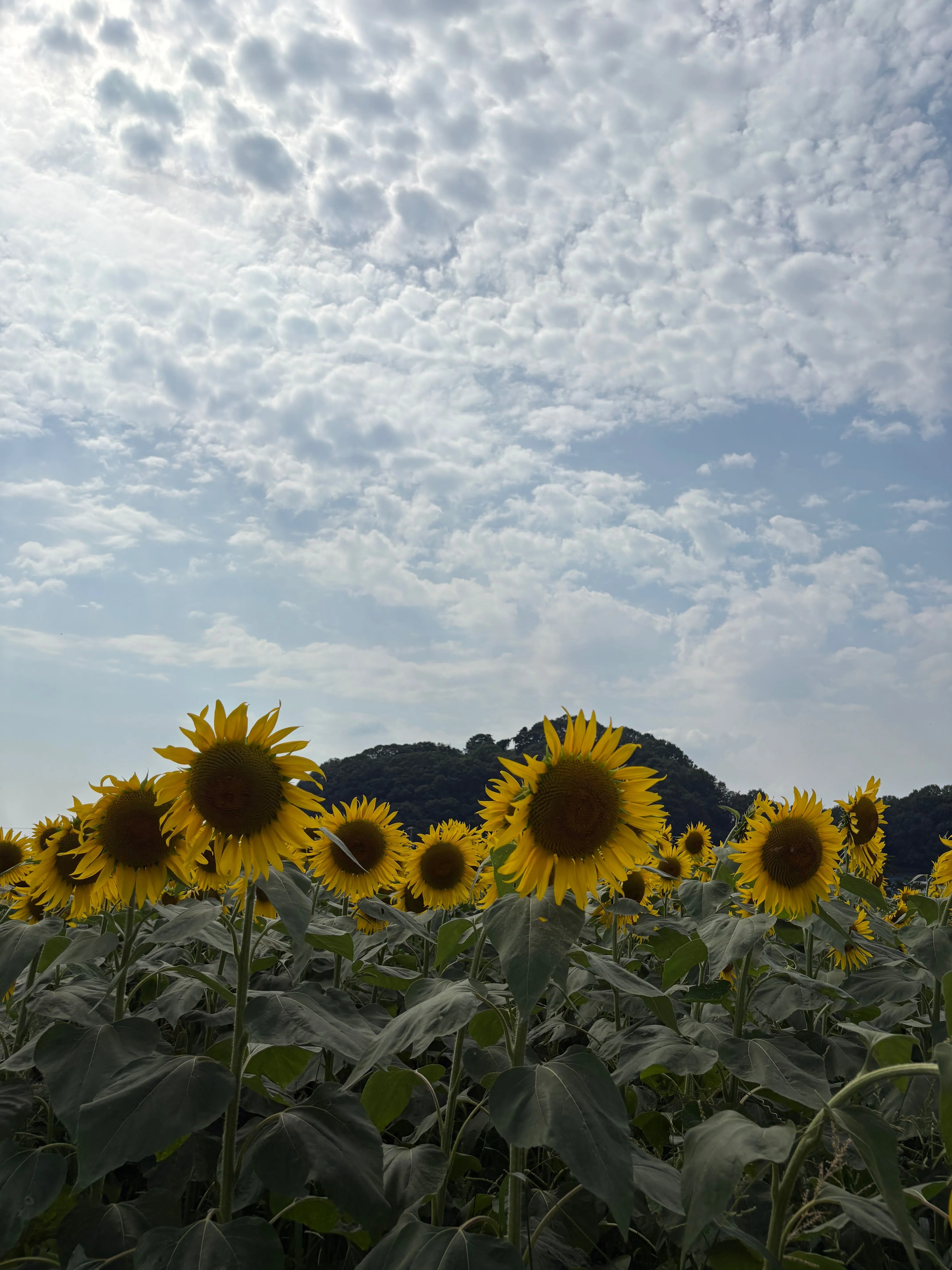 太陽を追いかける黄金色の花 「向日葵」｜ネコ先生