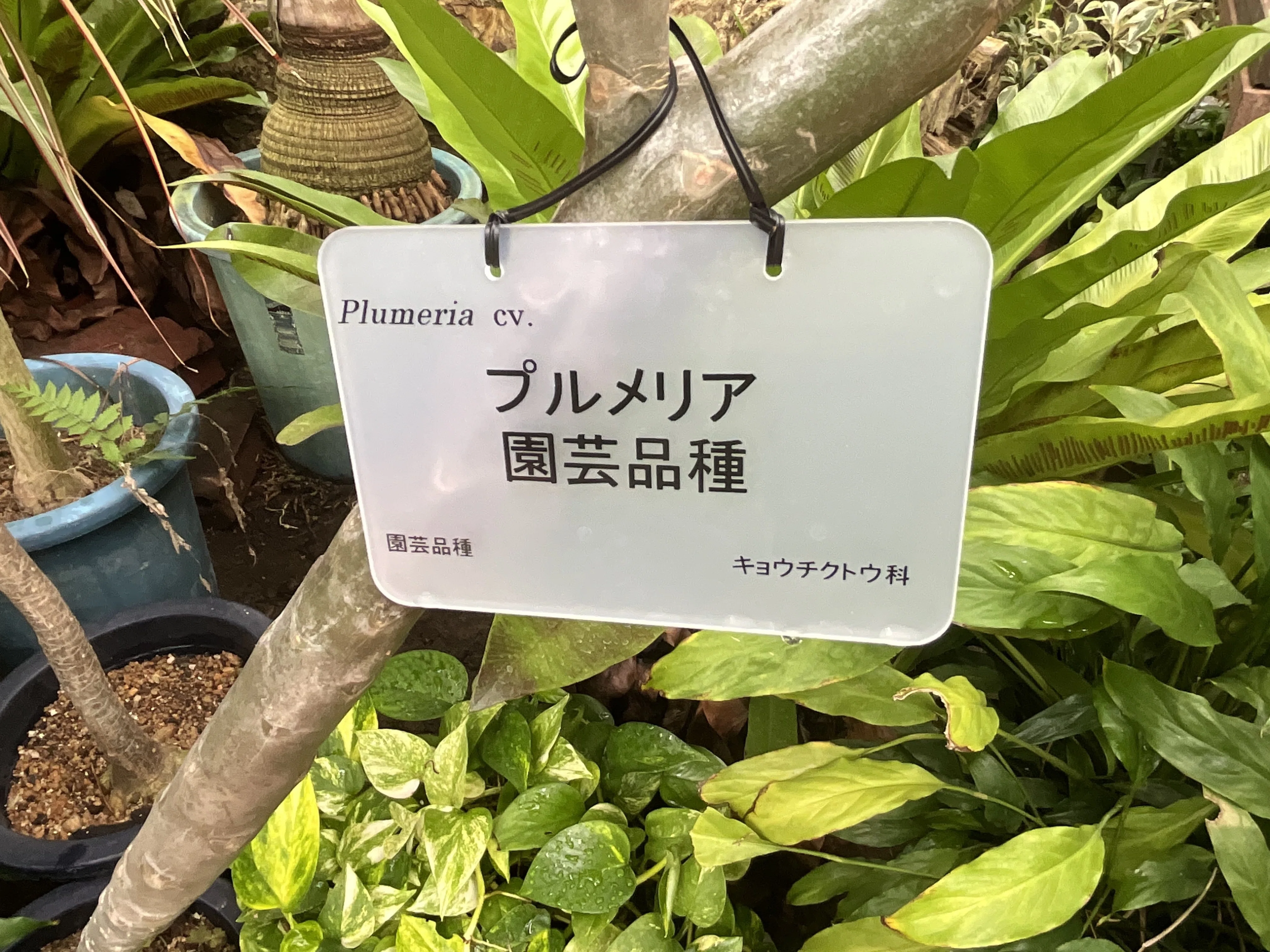 プルメリア園芸品種（京都府立植物園）：2026年7月19日（日）｜藤井