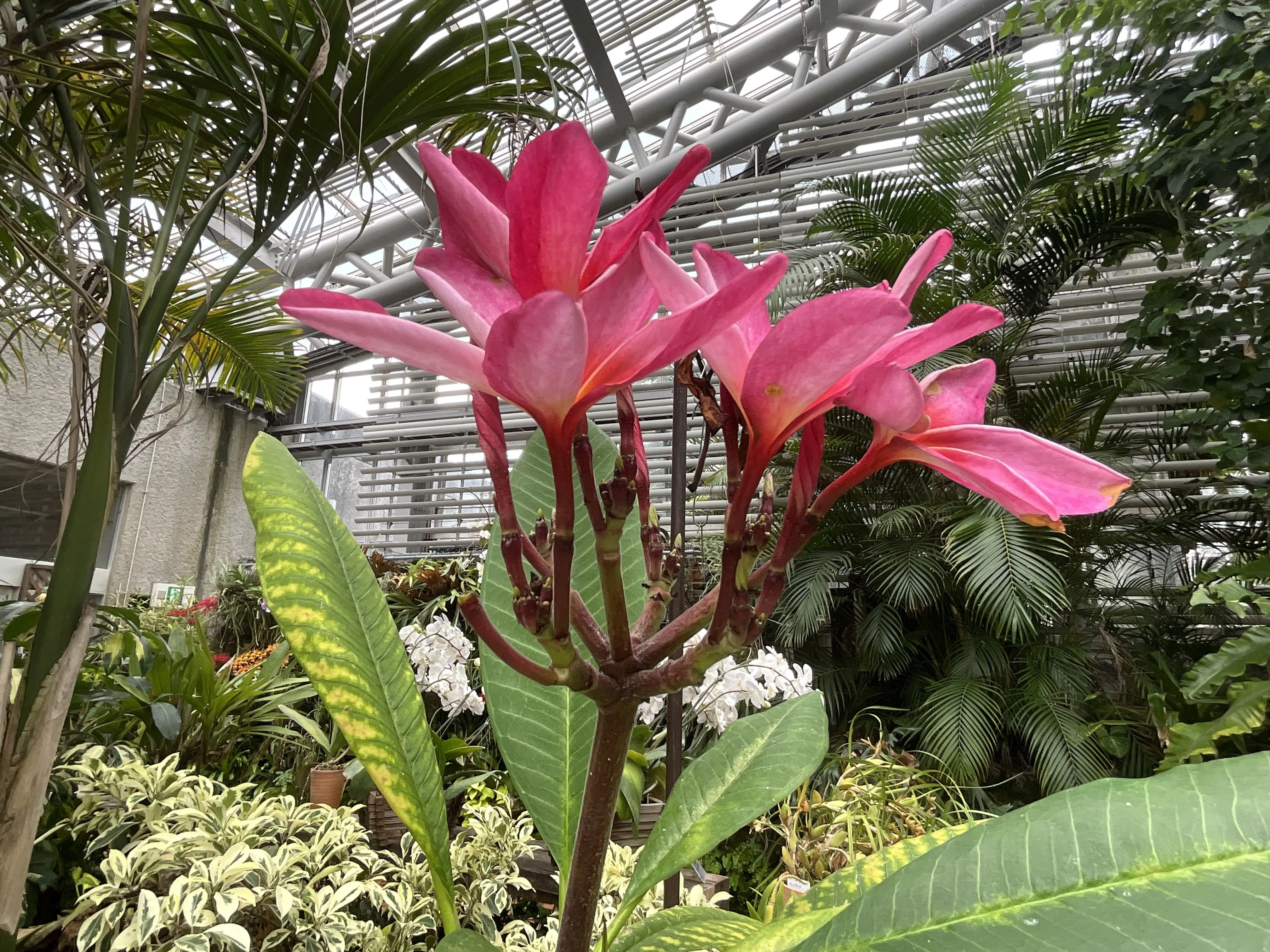 プルメリア園芸品種（京都府立植物園）：2026年7月19日（日）｜藤井