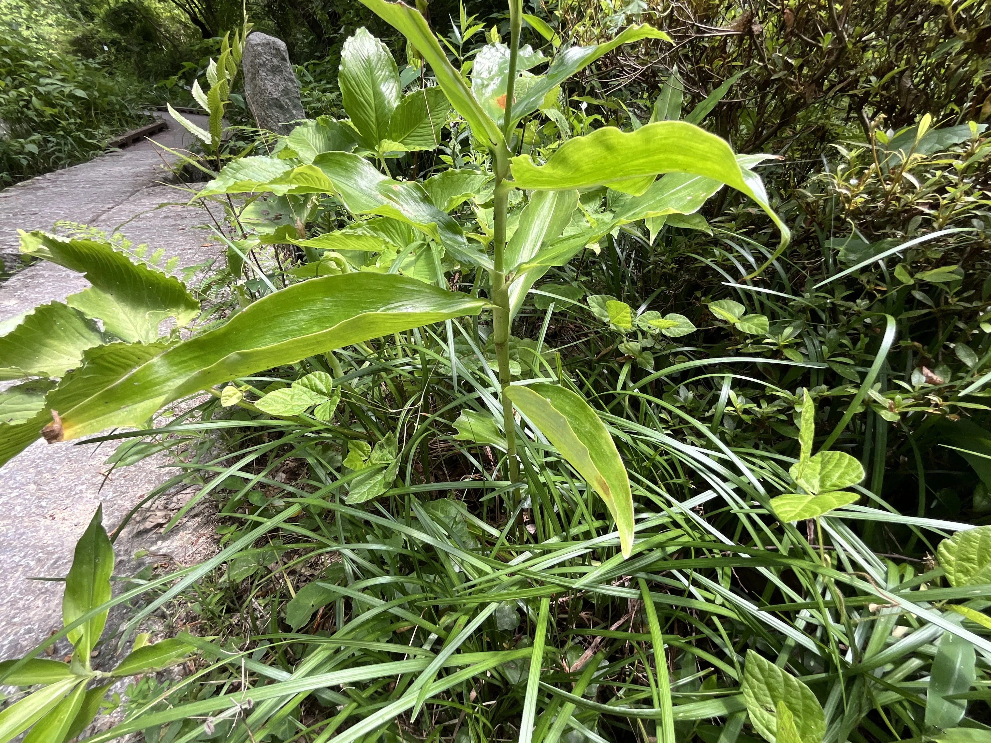 ヤブミョウガ（藪茗荷）（京都府立植物園）：2026年7月19日（日