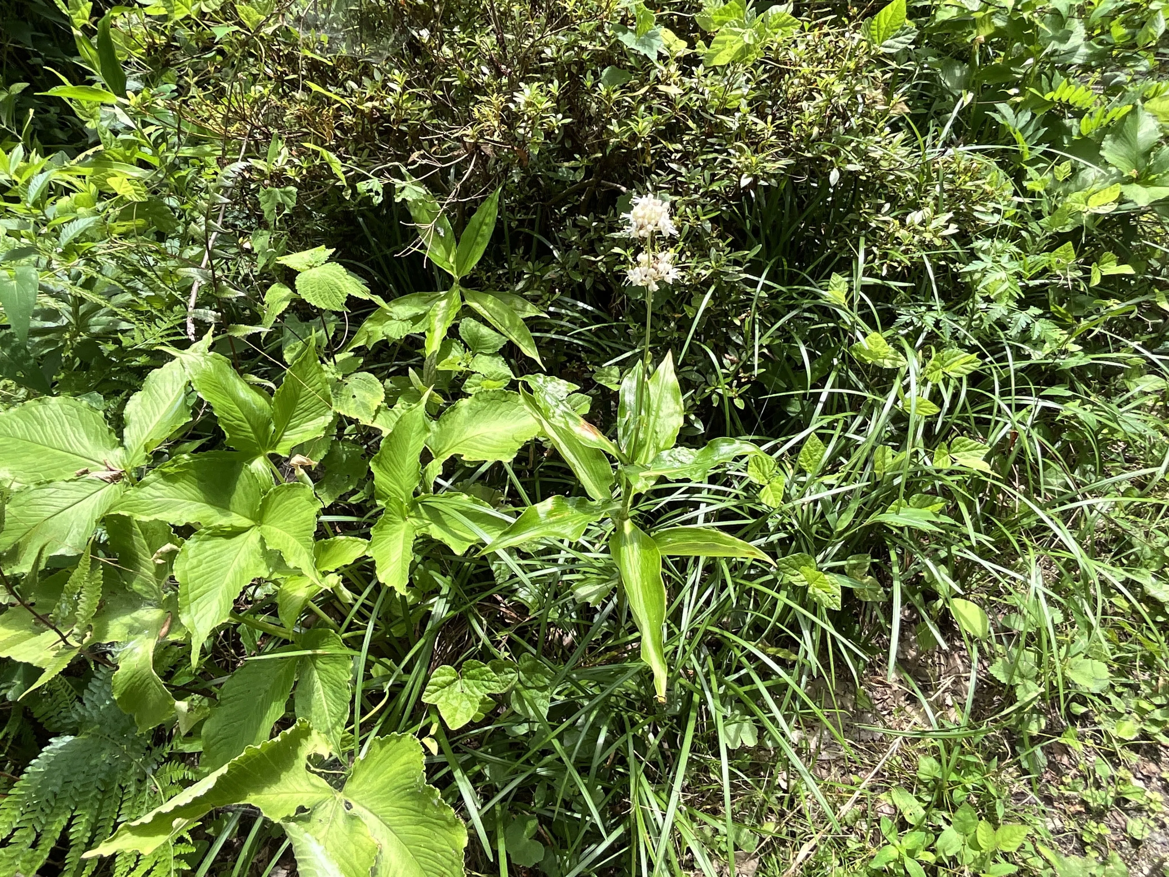 ヤブミョウガ（藪茗荷）（京都府立植物園）：2026年7月19日（日