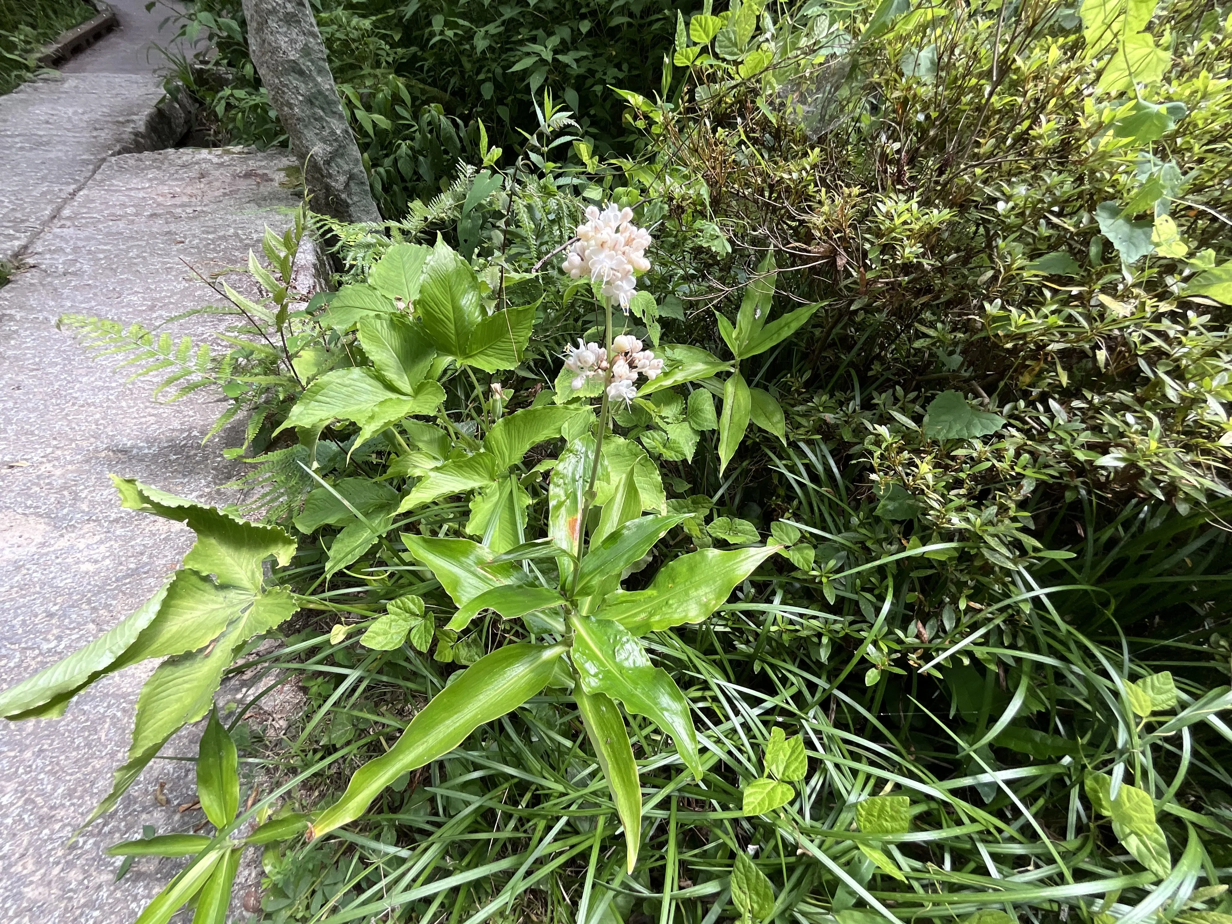 ヤブミョウガ（藪茗荷）（京都府立植物園）：2026年7月19日（日